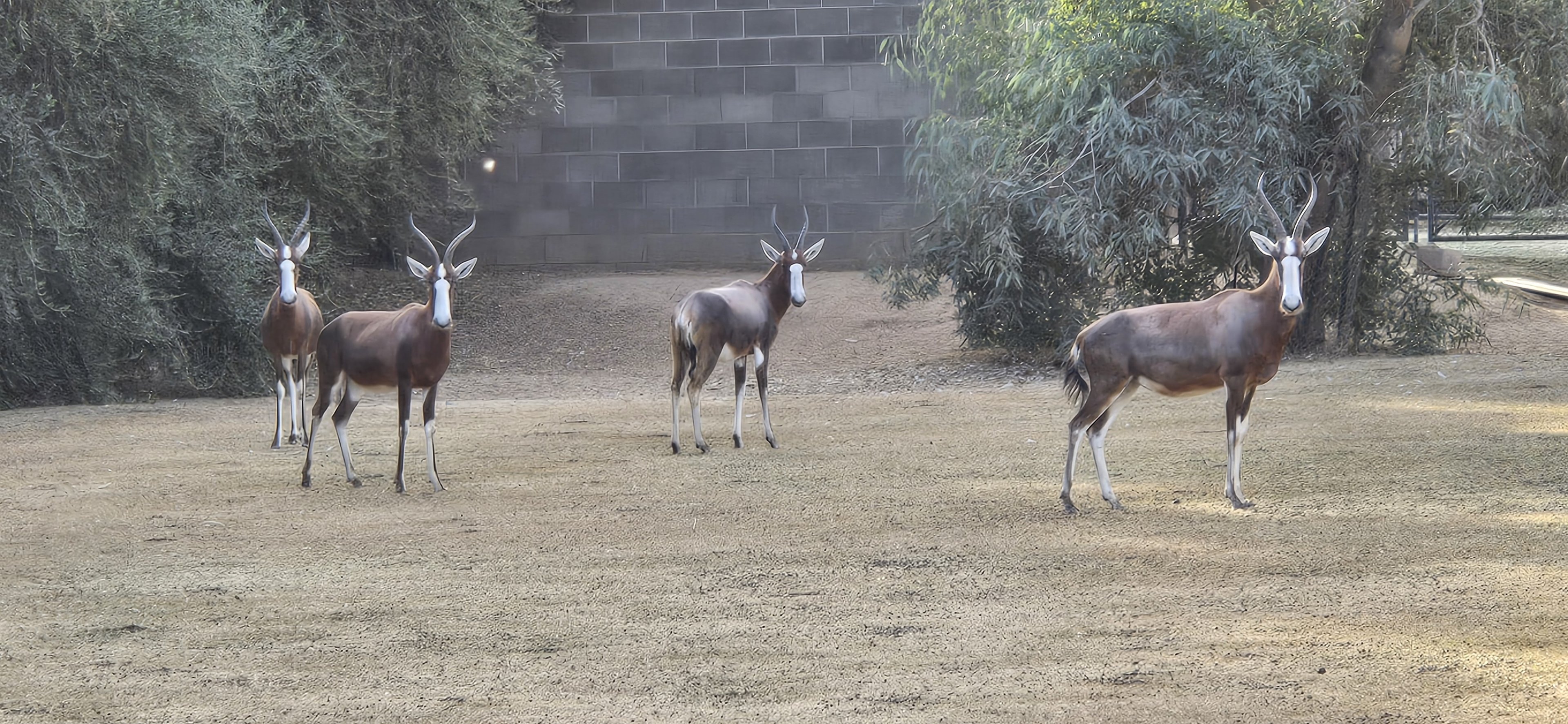 Safari Park - Blesbok