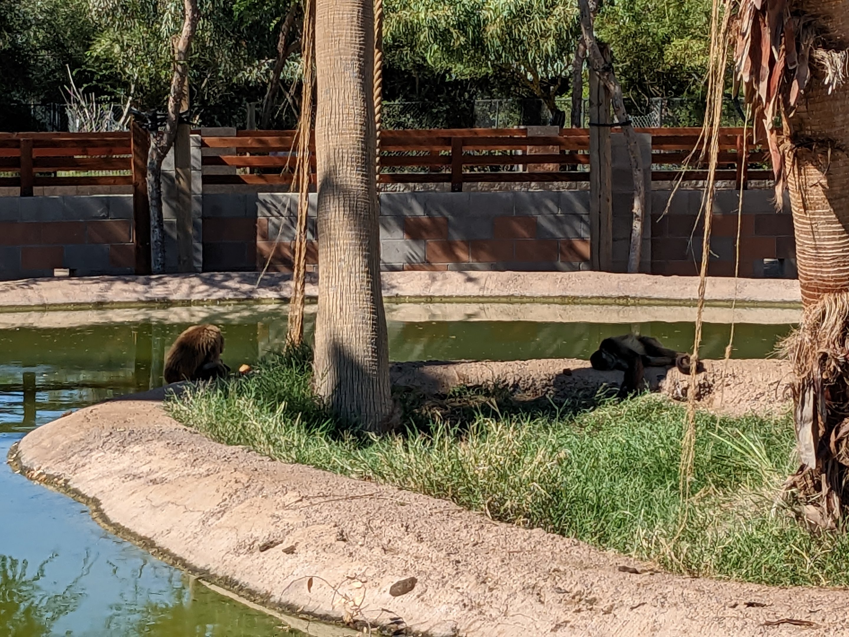 Safari Park -  brown spider monkey
