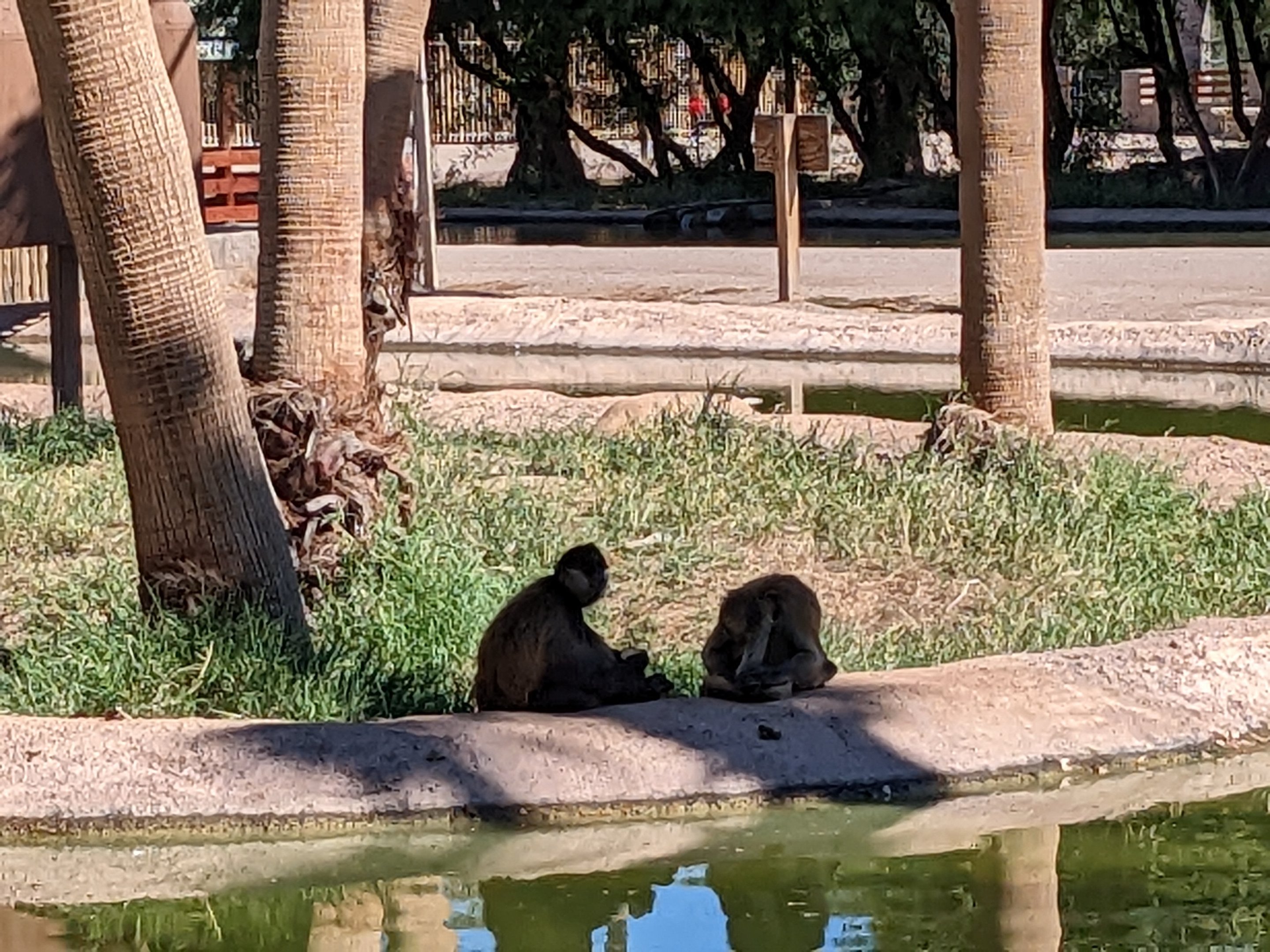 Safari Park - brown spider monkey