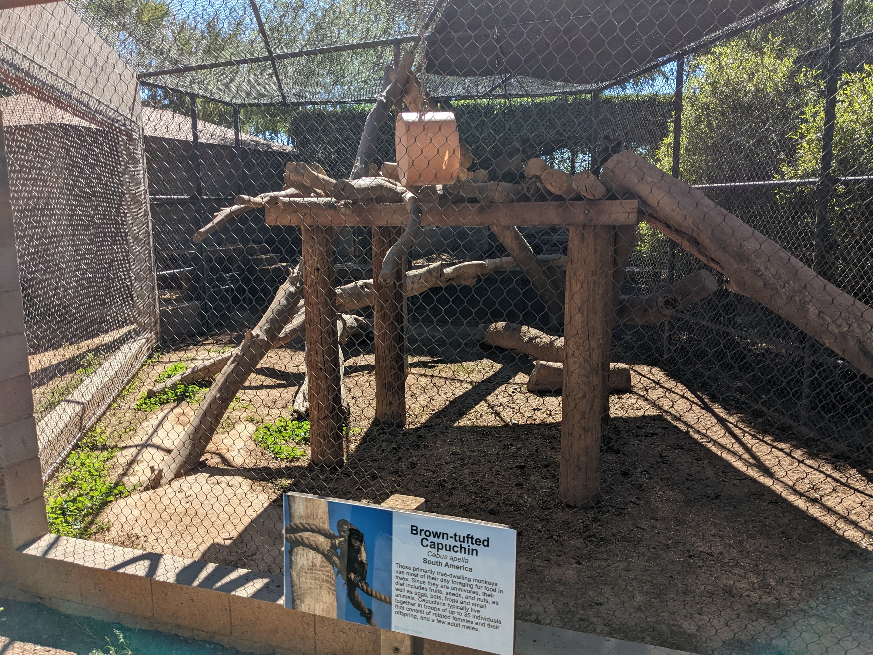 Safari Park - brown-tuffted capuchin