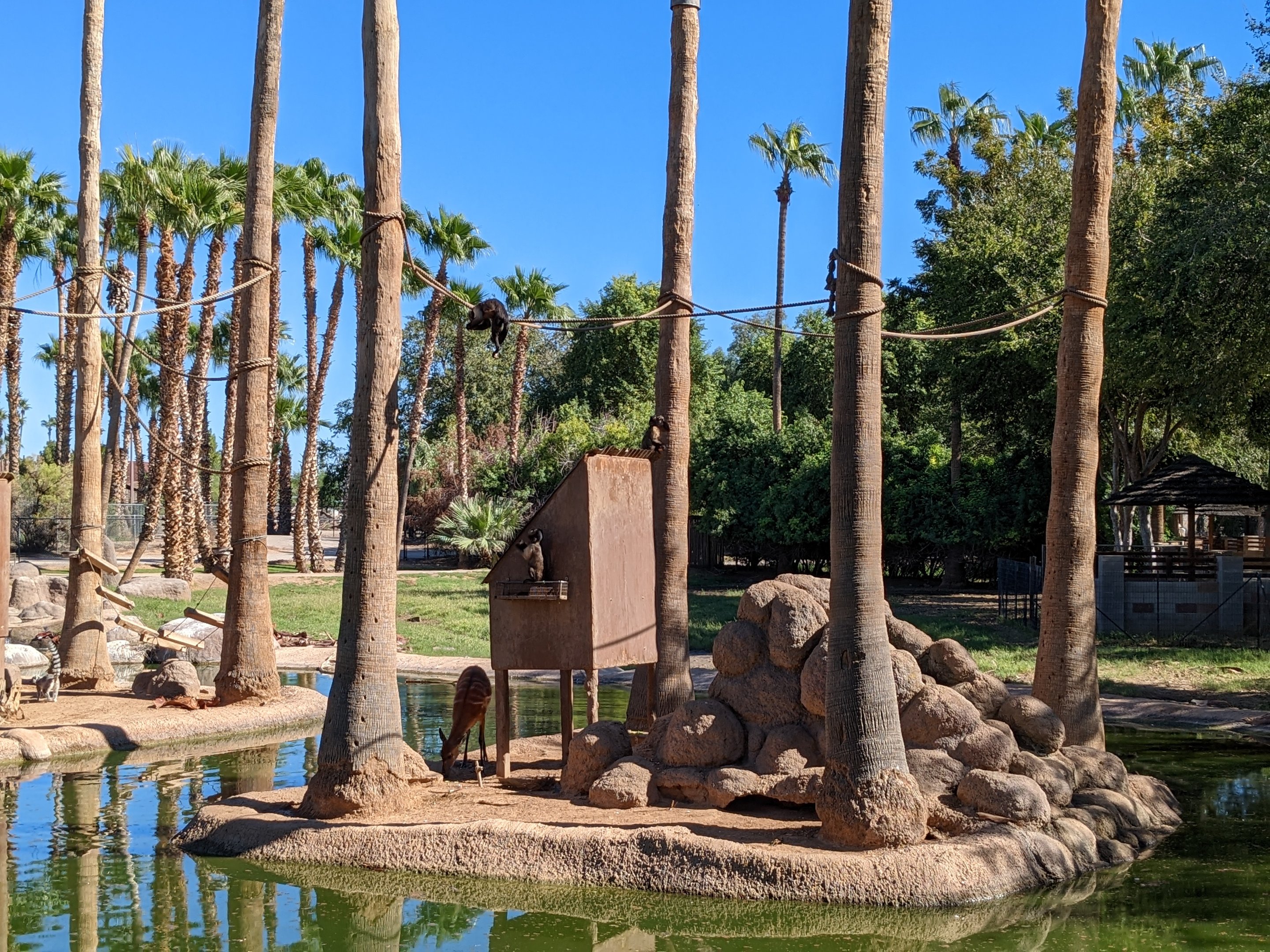 Safari Park - capuchin monkey and sitatunga