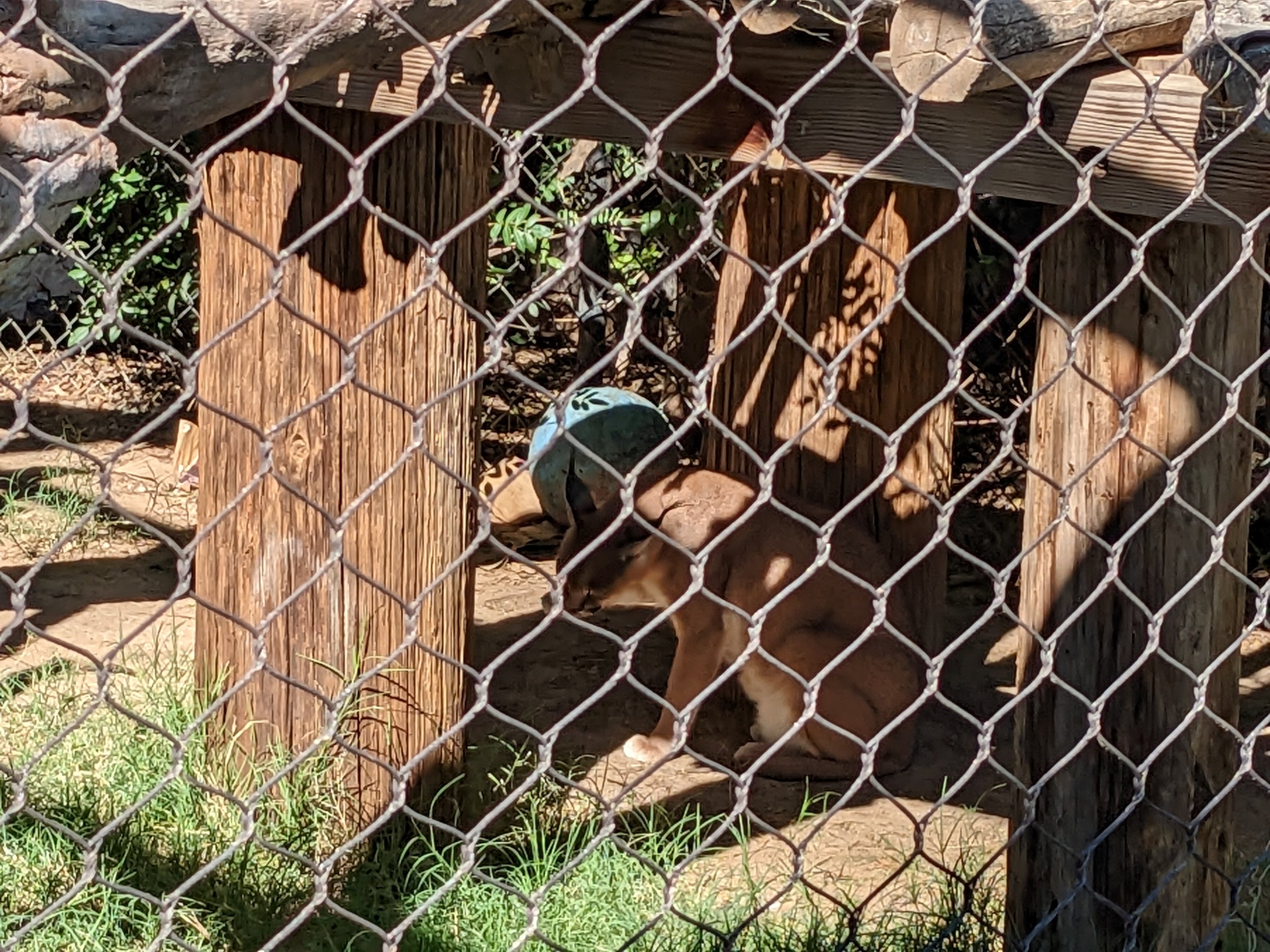 Safari Park - Caracal