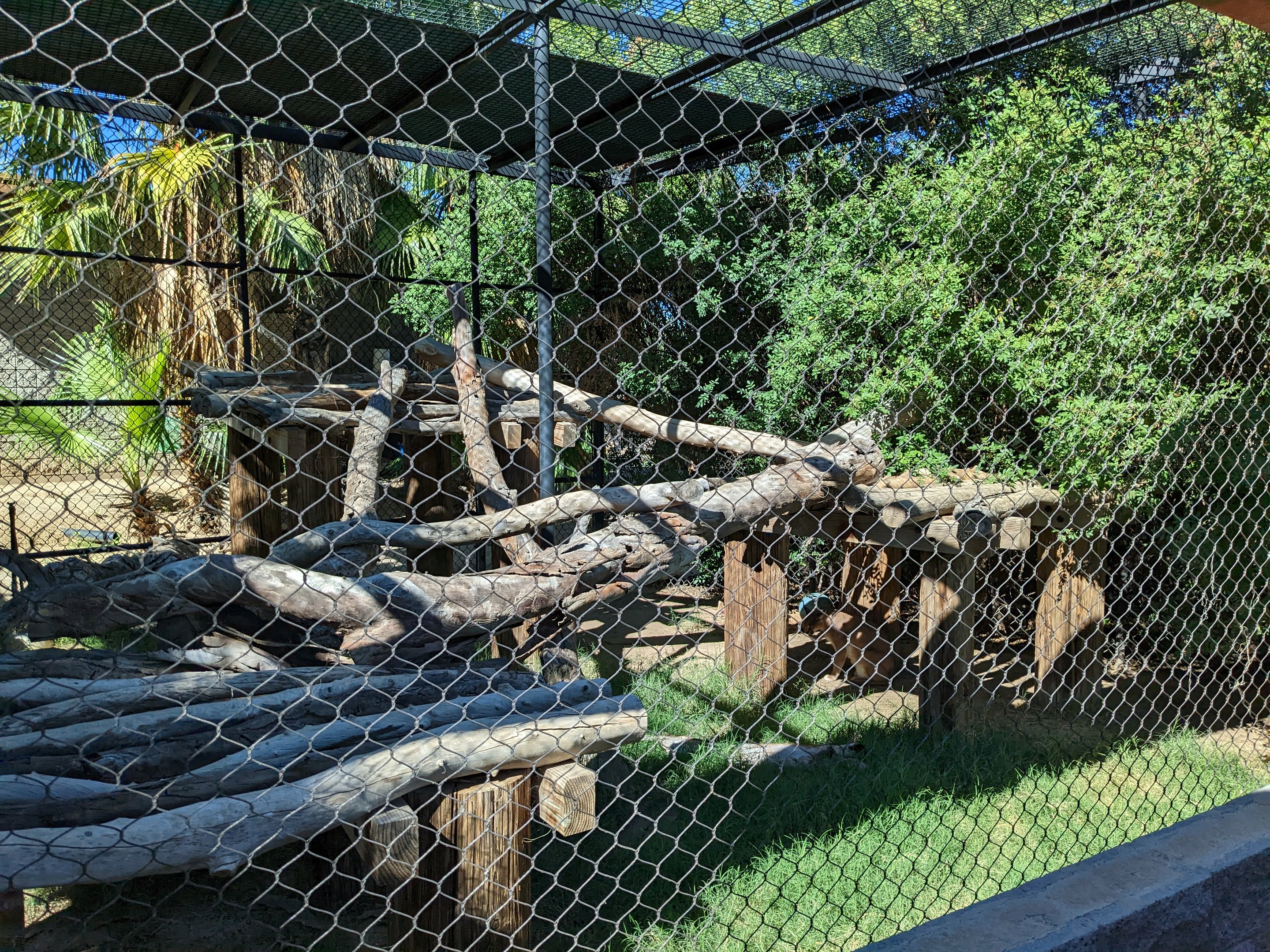 Safari Park - Caracal