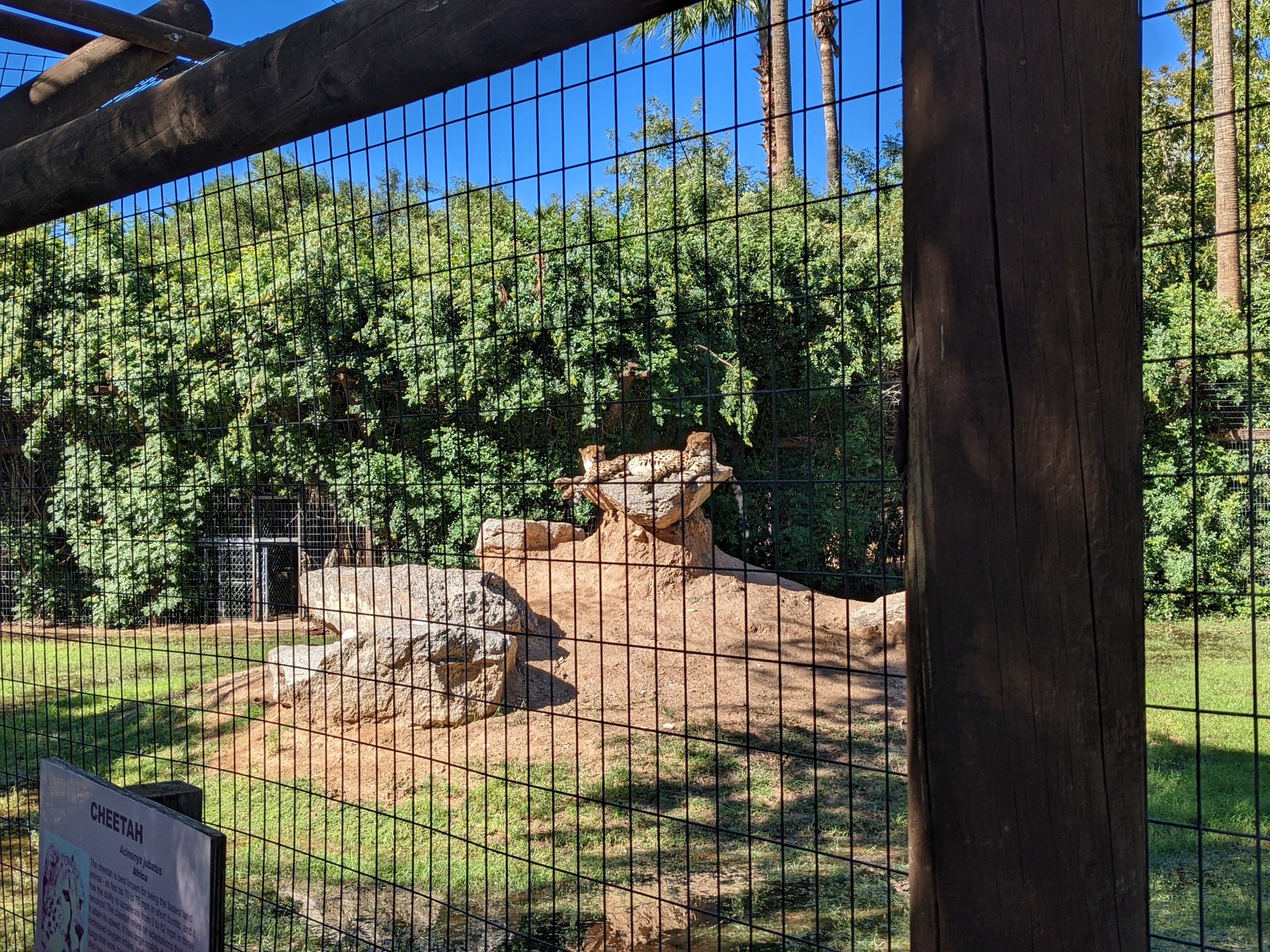 Safari Park - Cheetah