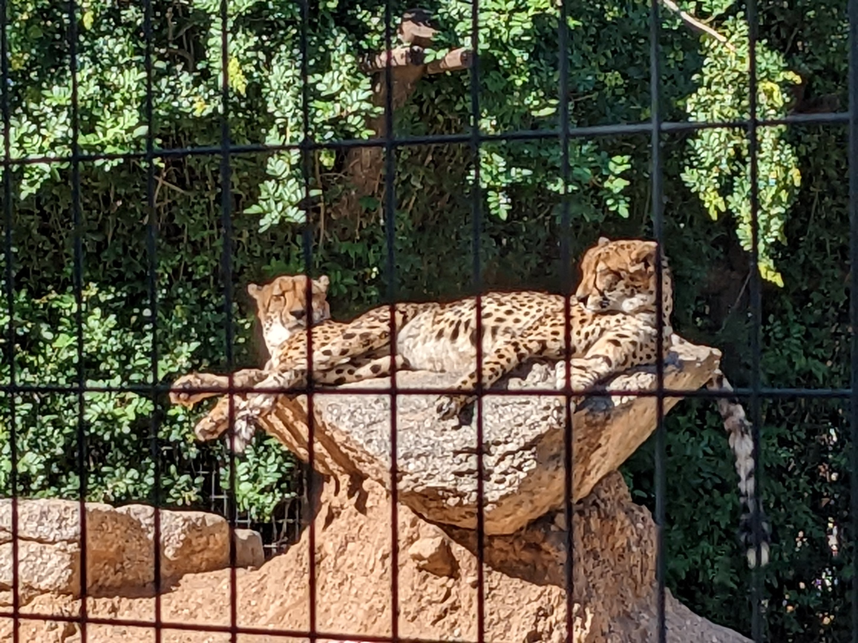 Safari Park - Cheetah