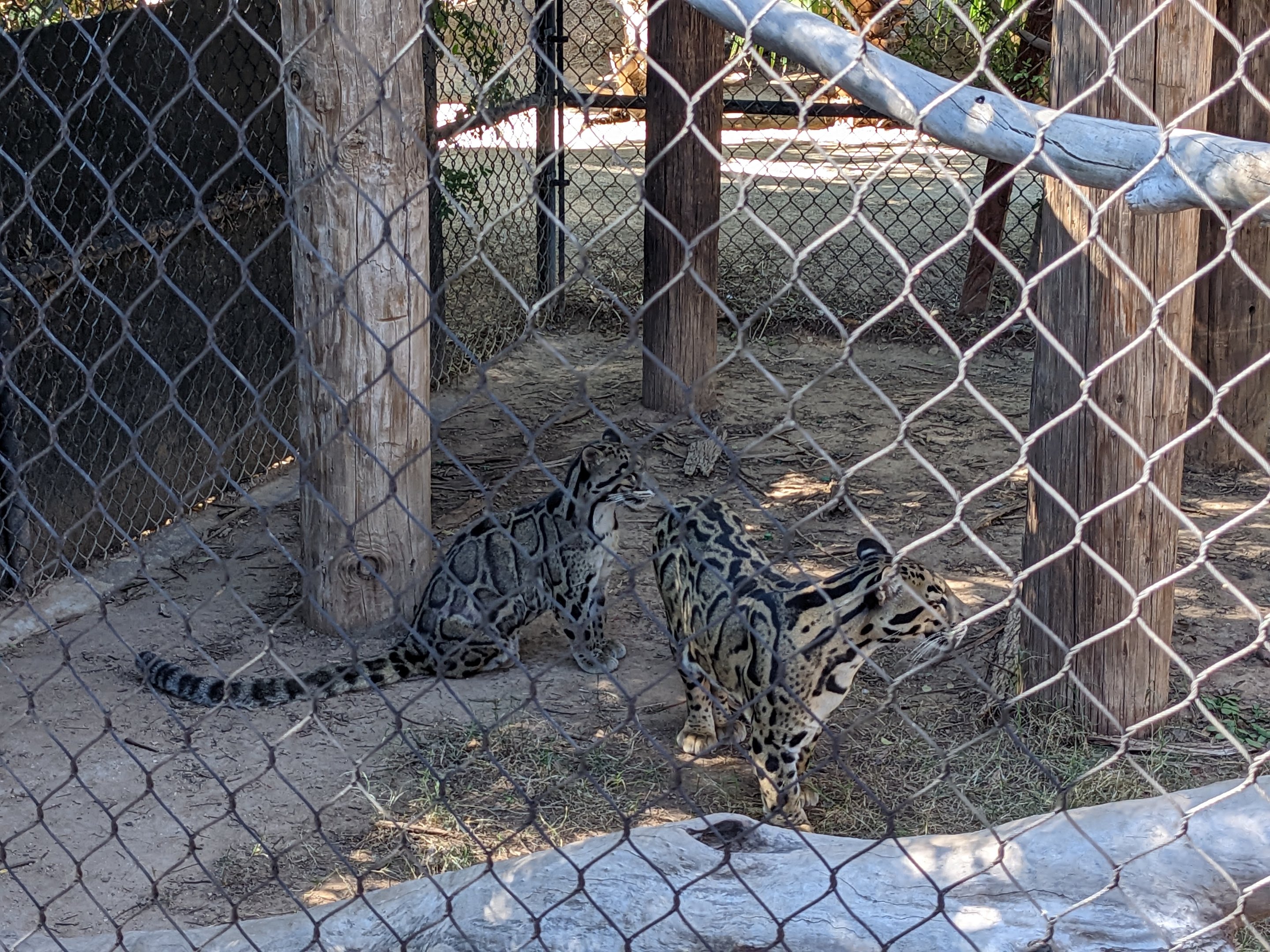 Safari Park -  clouded leopard