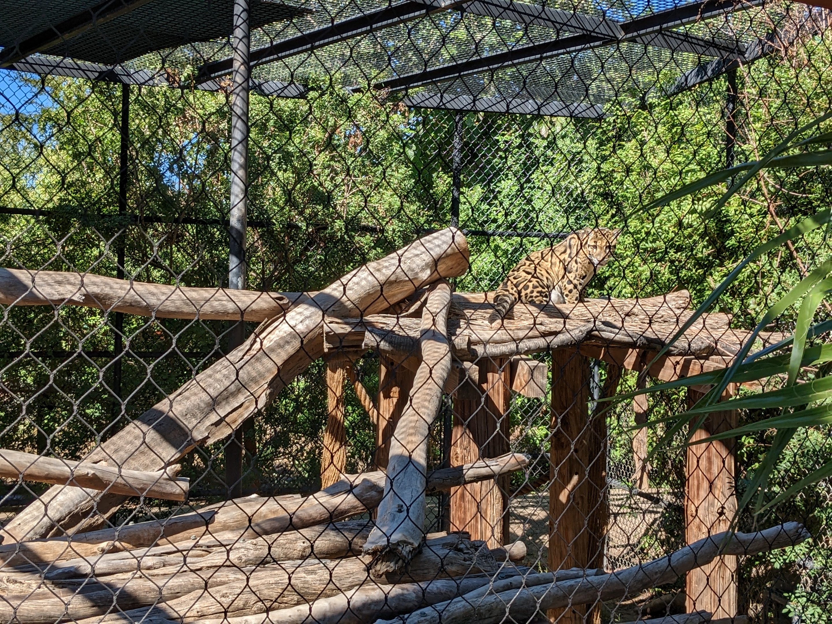 Safari Park -  clouded leopard