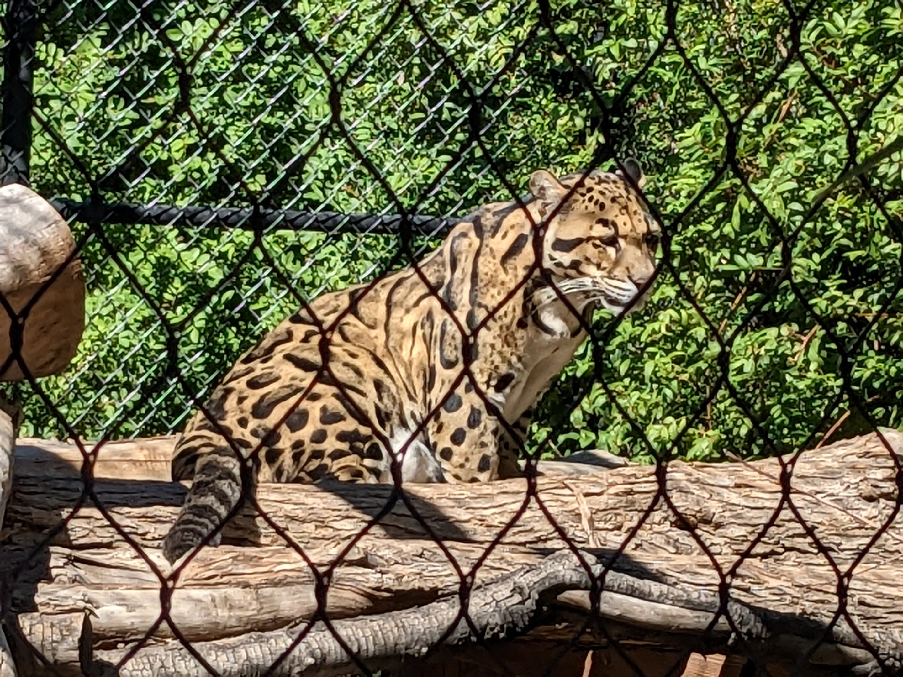 Safari Park -  clouded leopard