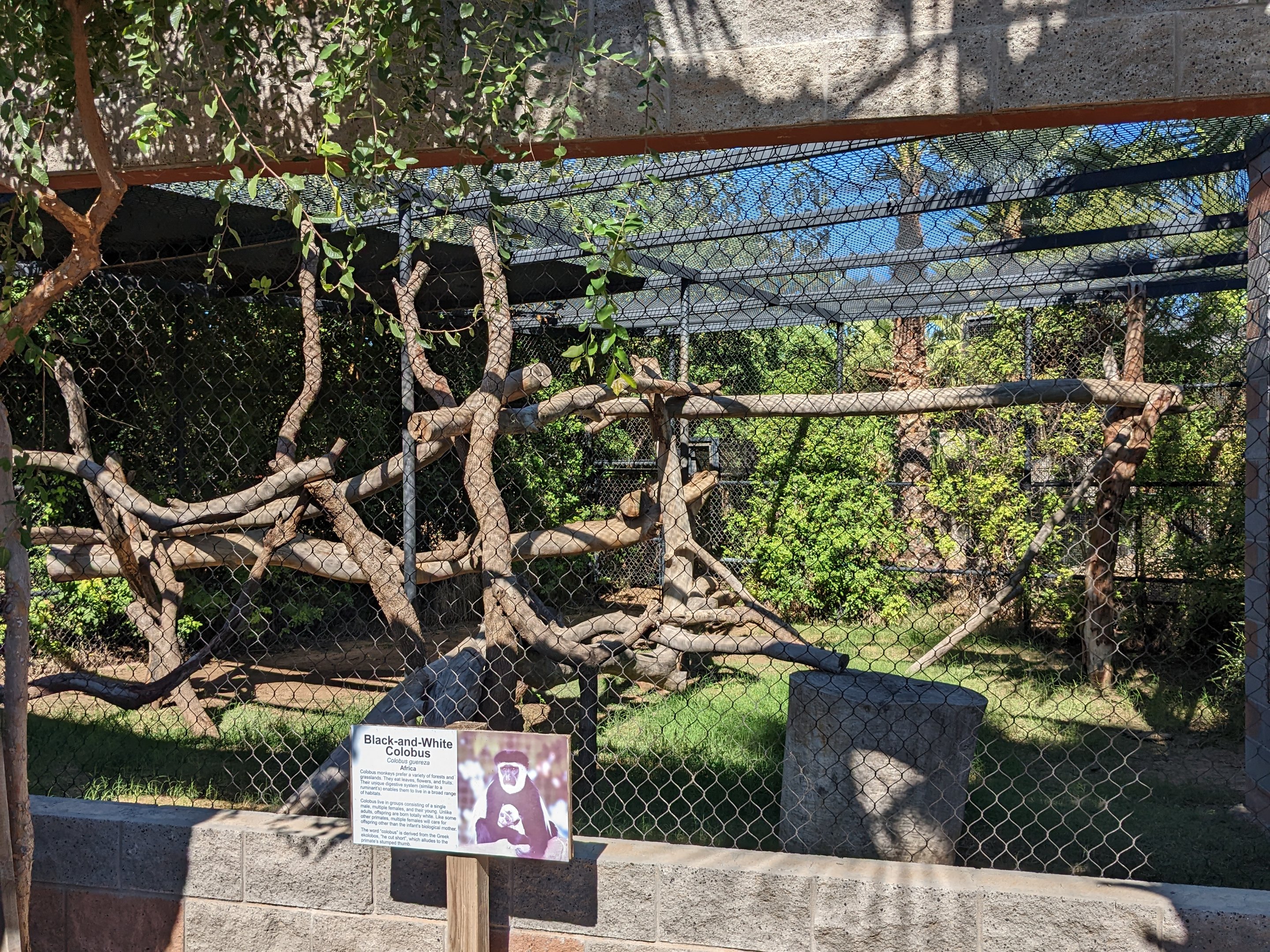 Safari Park - Colobus monkey