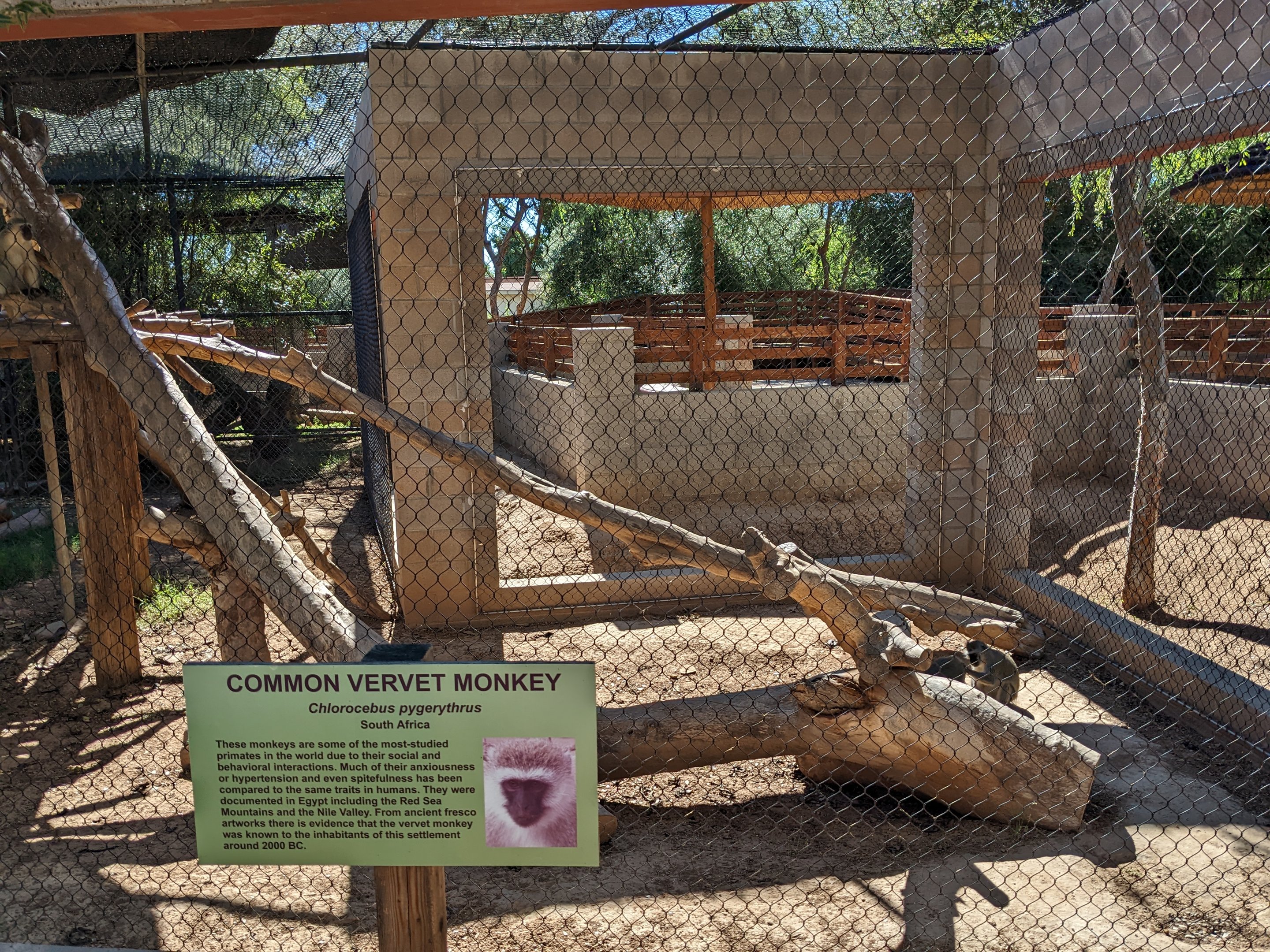 Safari Park - common vervet monkey