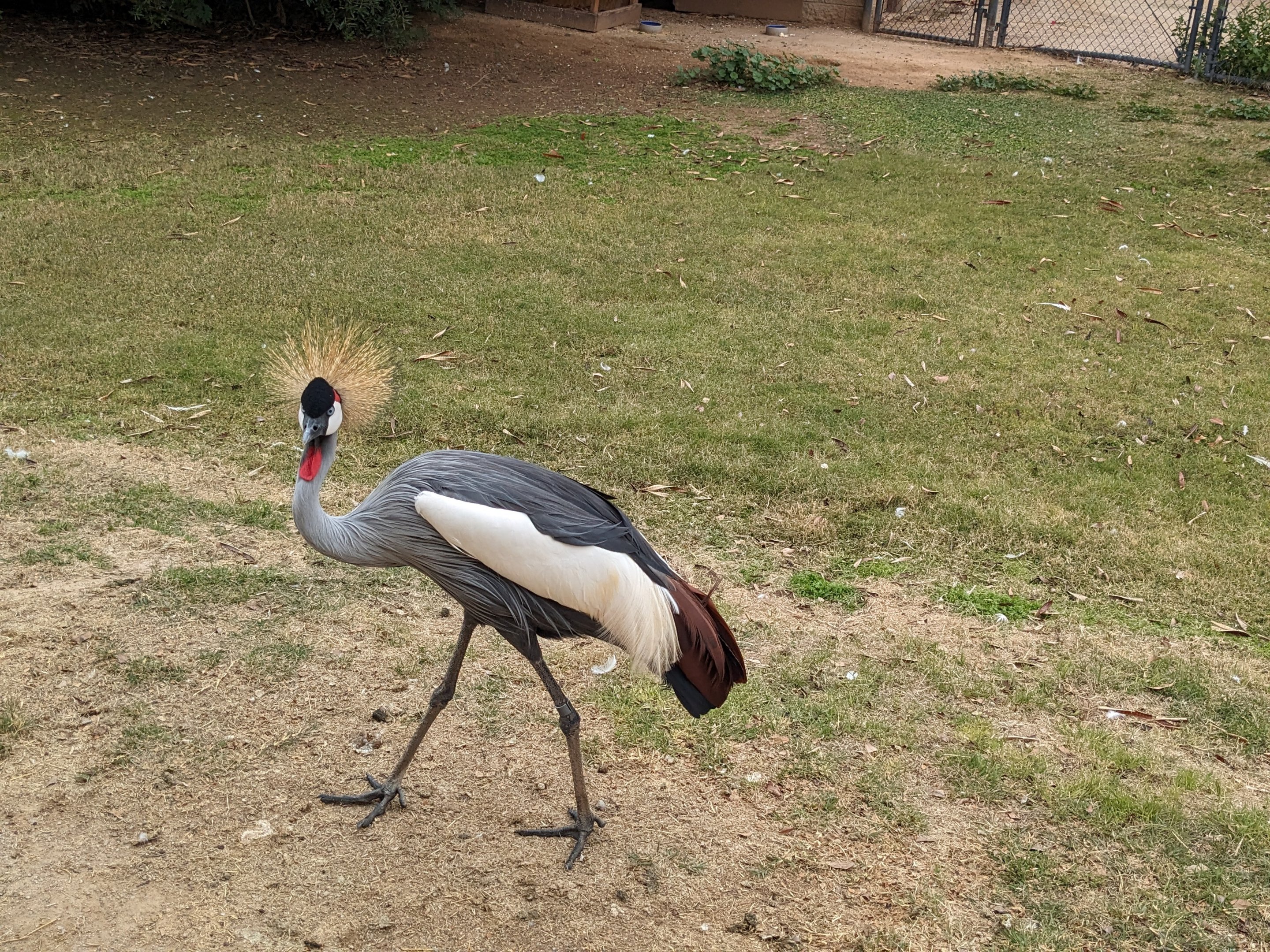 Safari Park - East African crowned crane