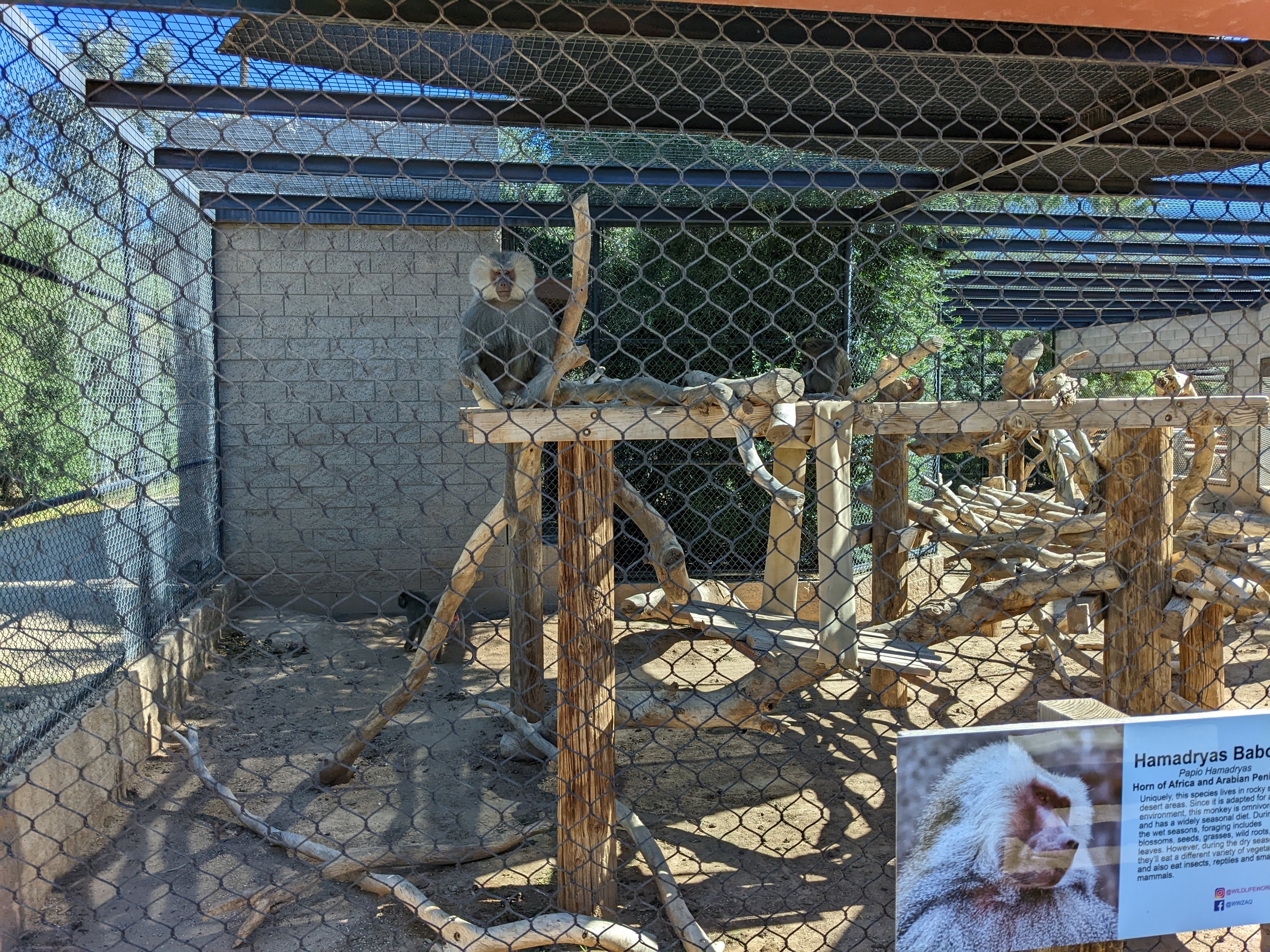 Safari Park - hamadryas baboon