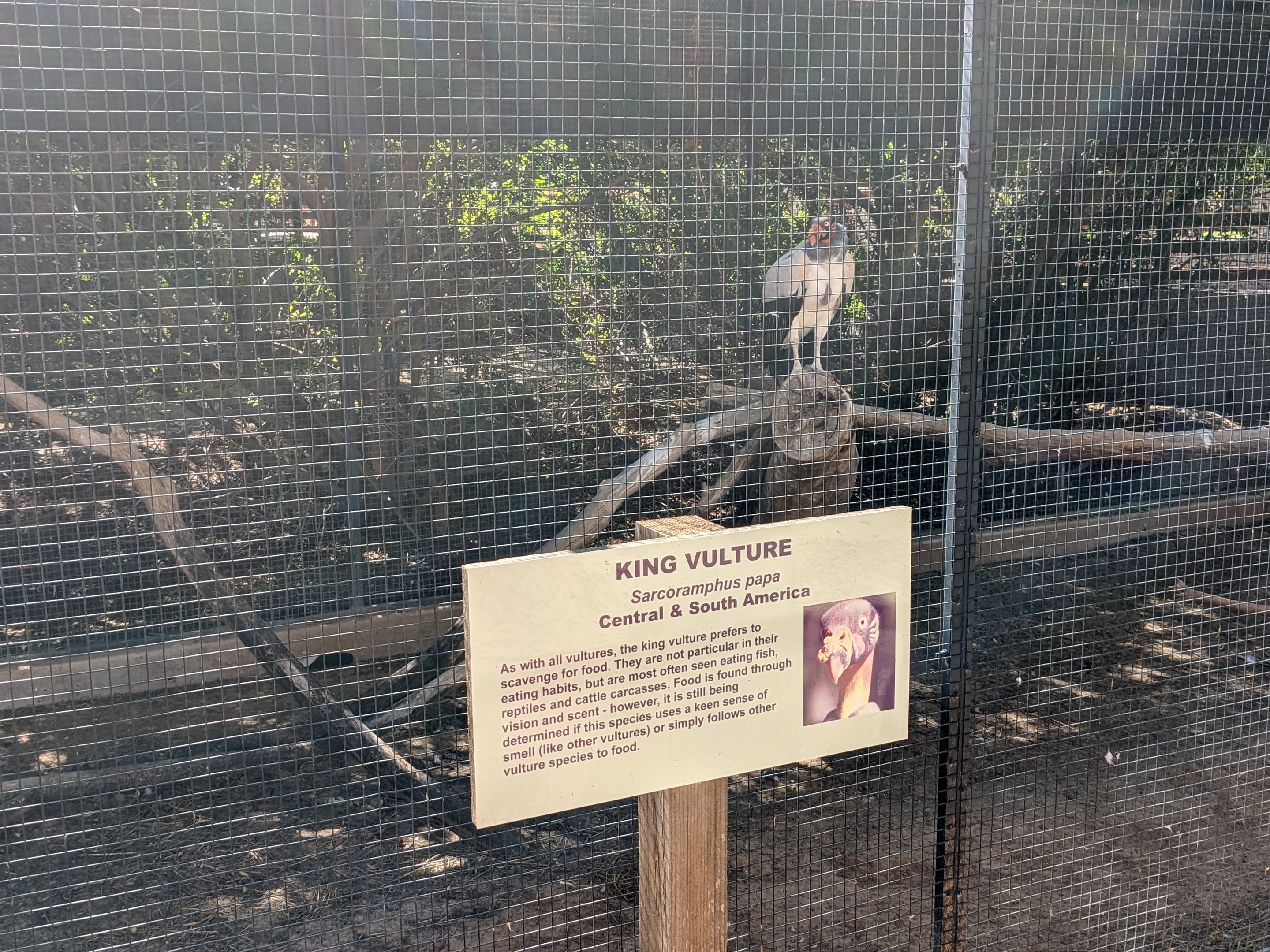 Safari Park - king vulture