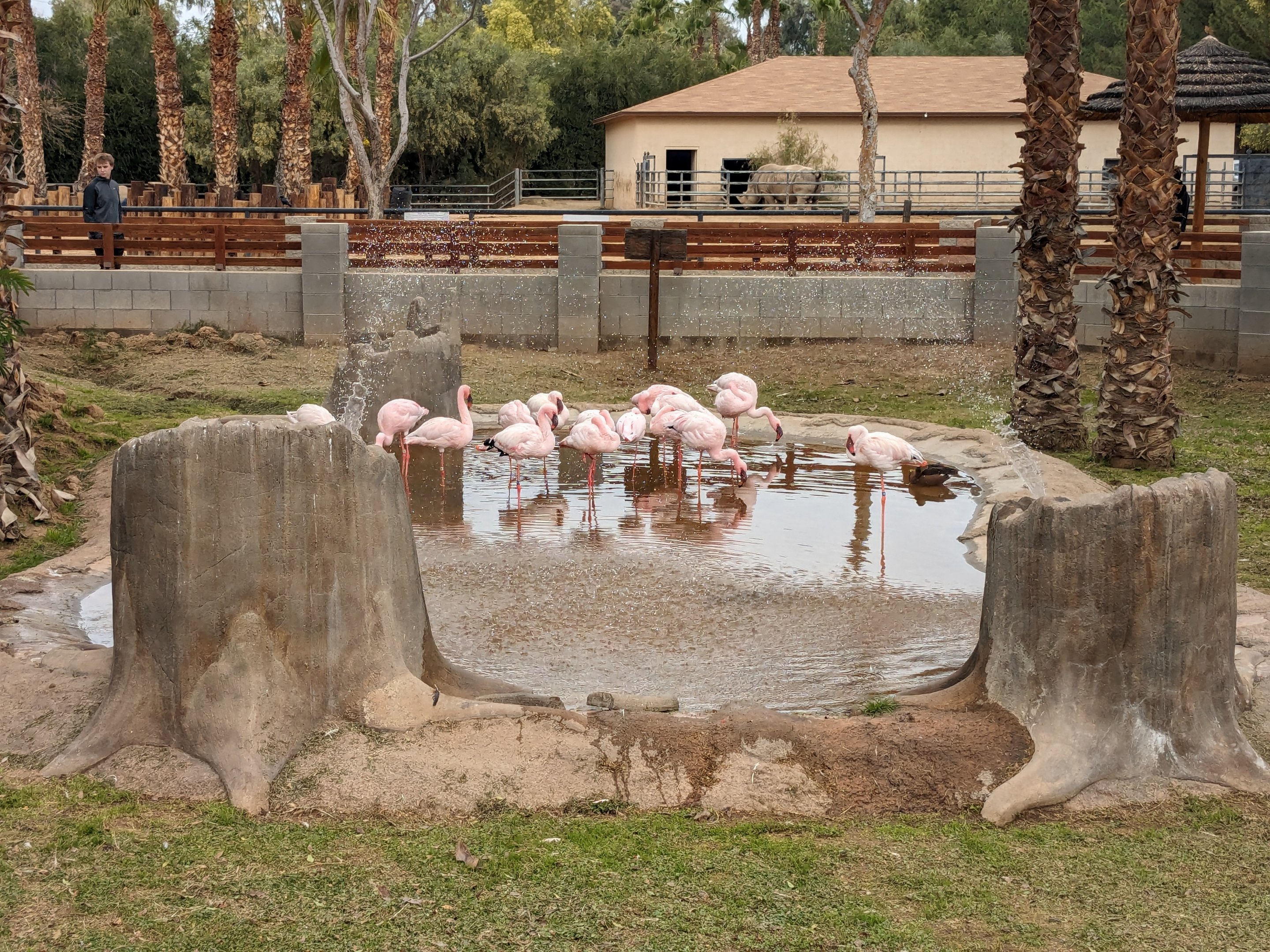 Safari Park - Lesser African flamingo