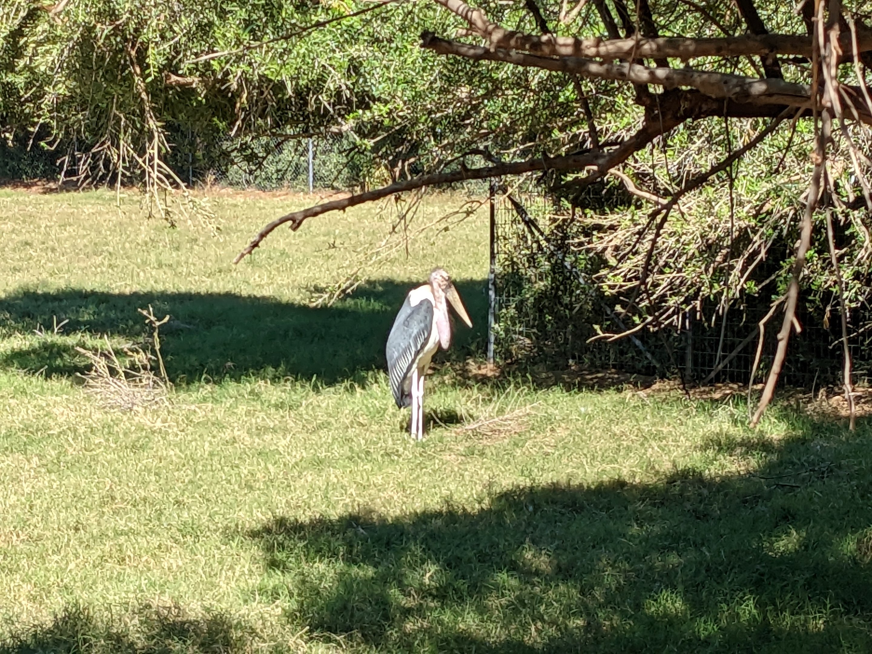 Safari Park - marabou stork