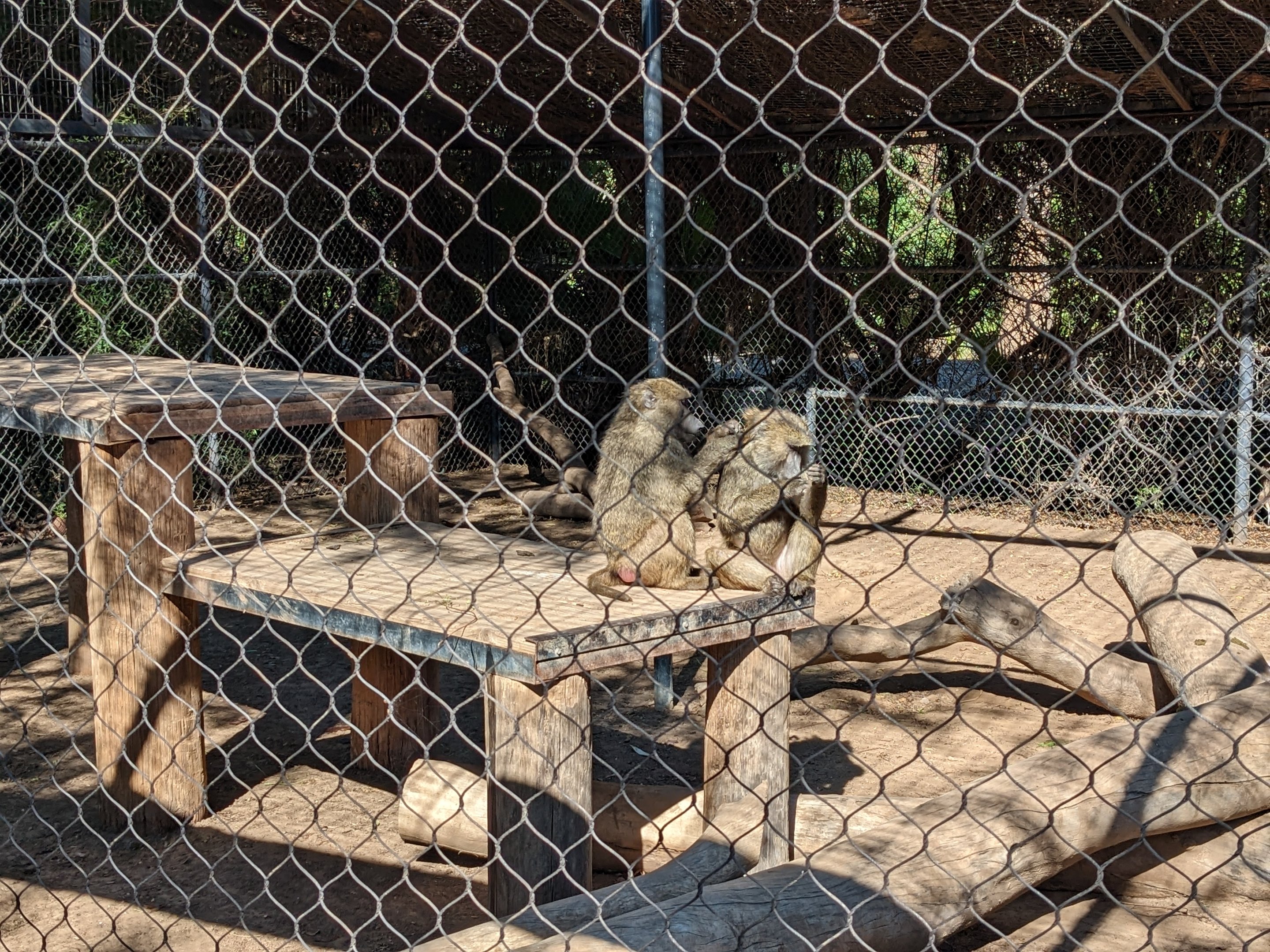 Safari Park - olive babboon