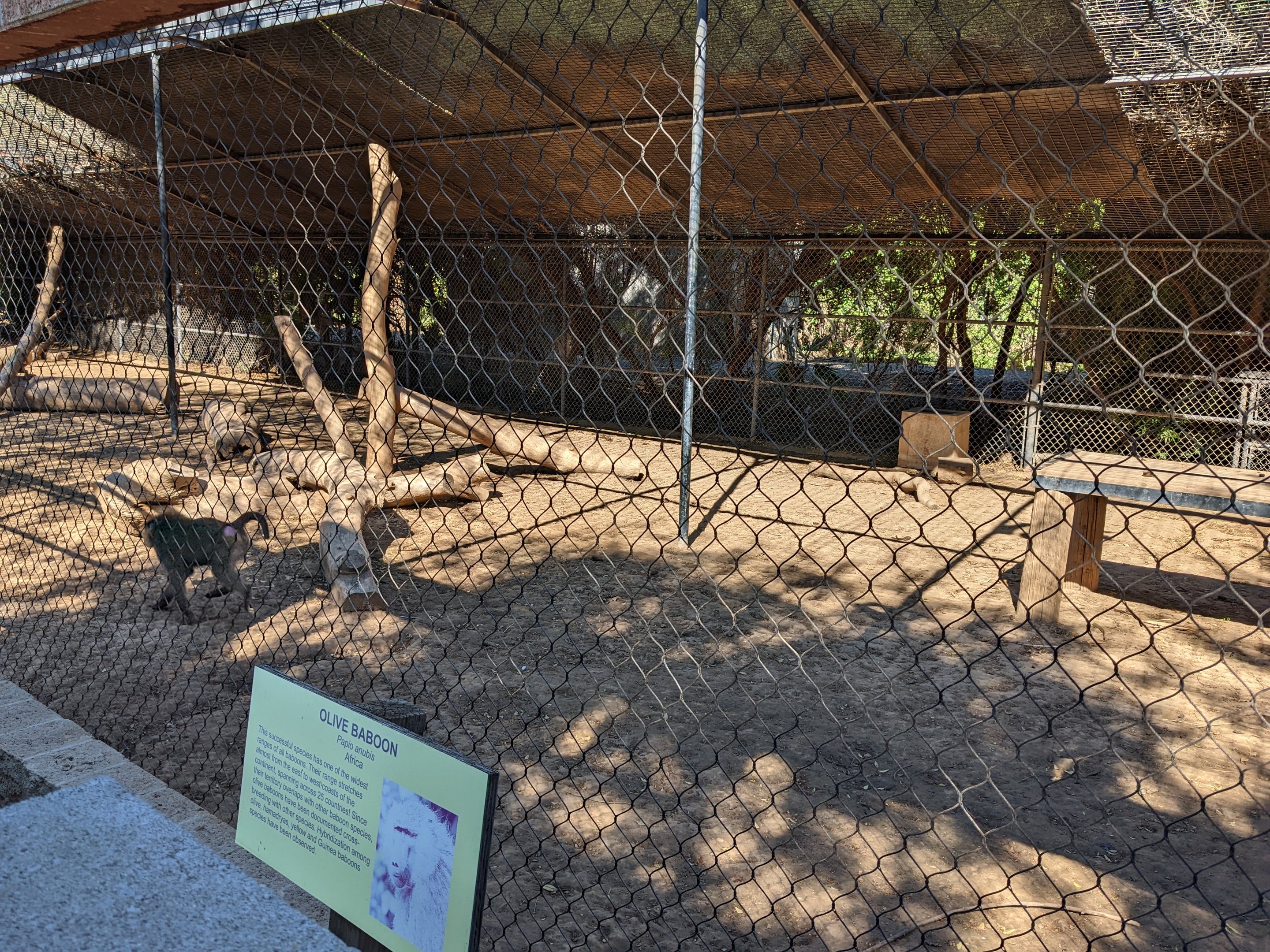 Safari Park - olive baboon