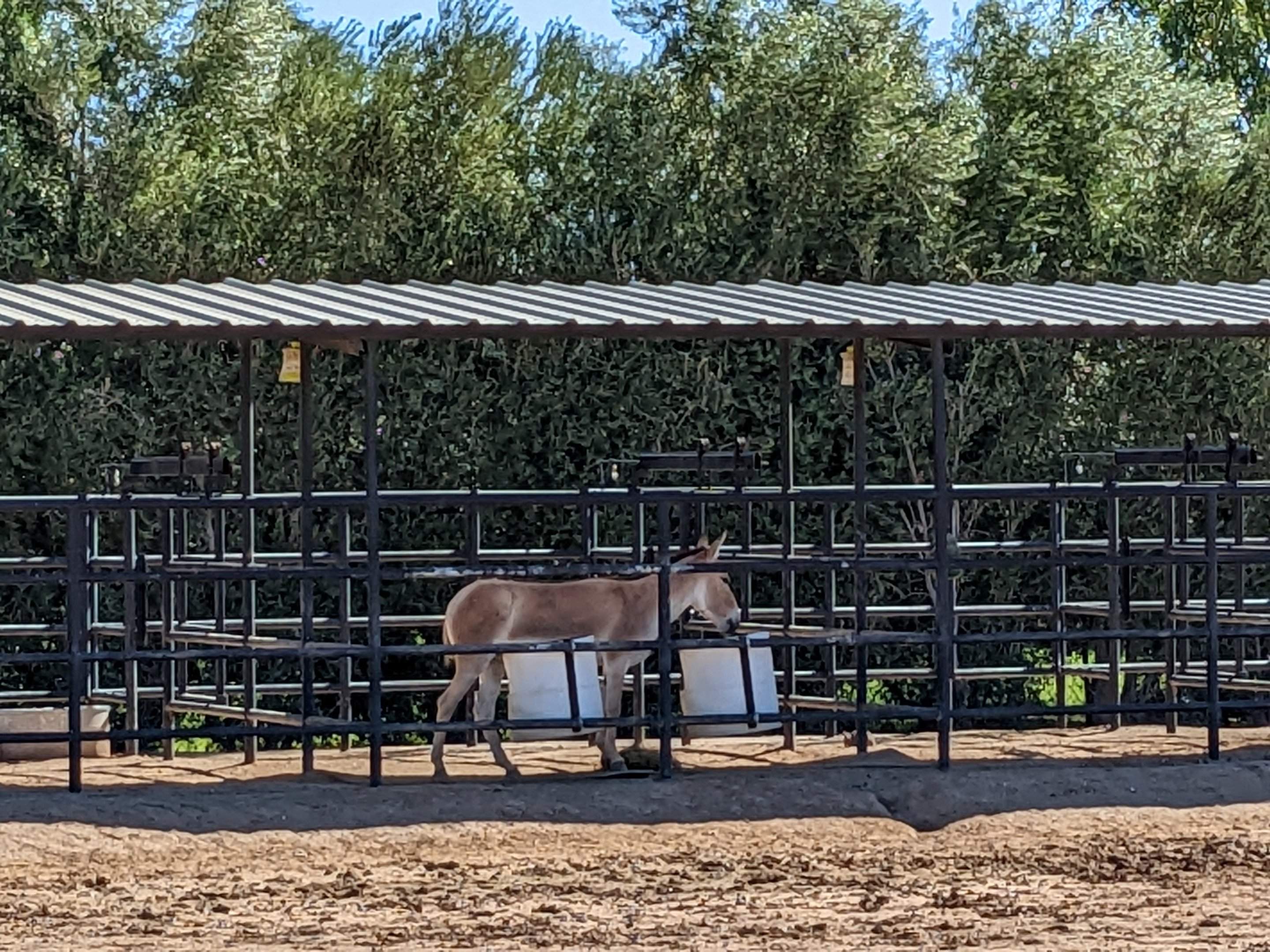 Safari Park - onager