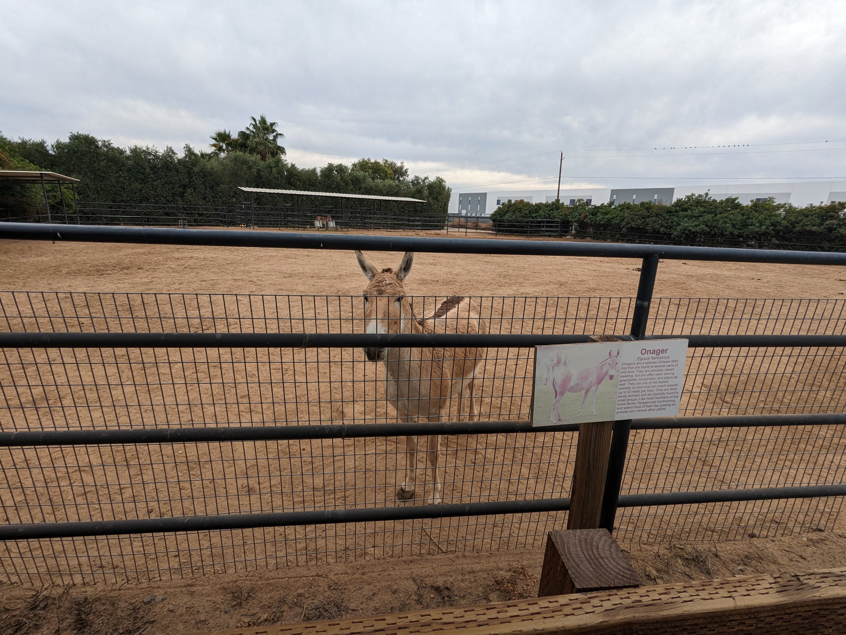 Safari Park - Onager