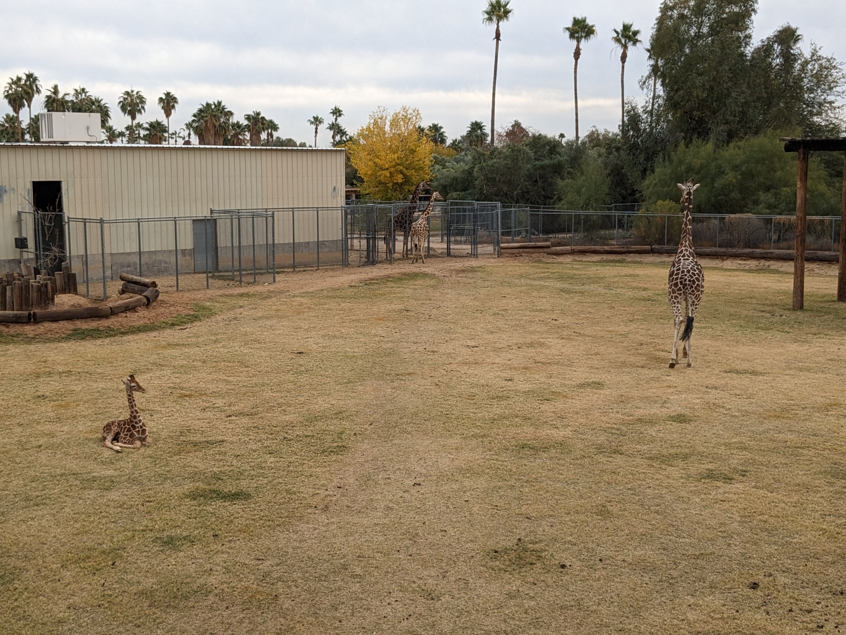 Safari Park/Original Zoo - Giraffe with calf