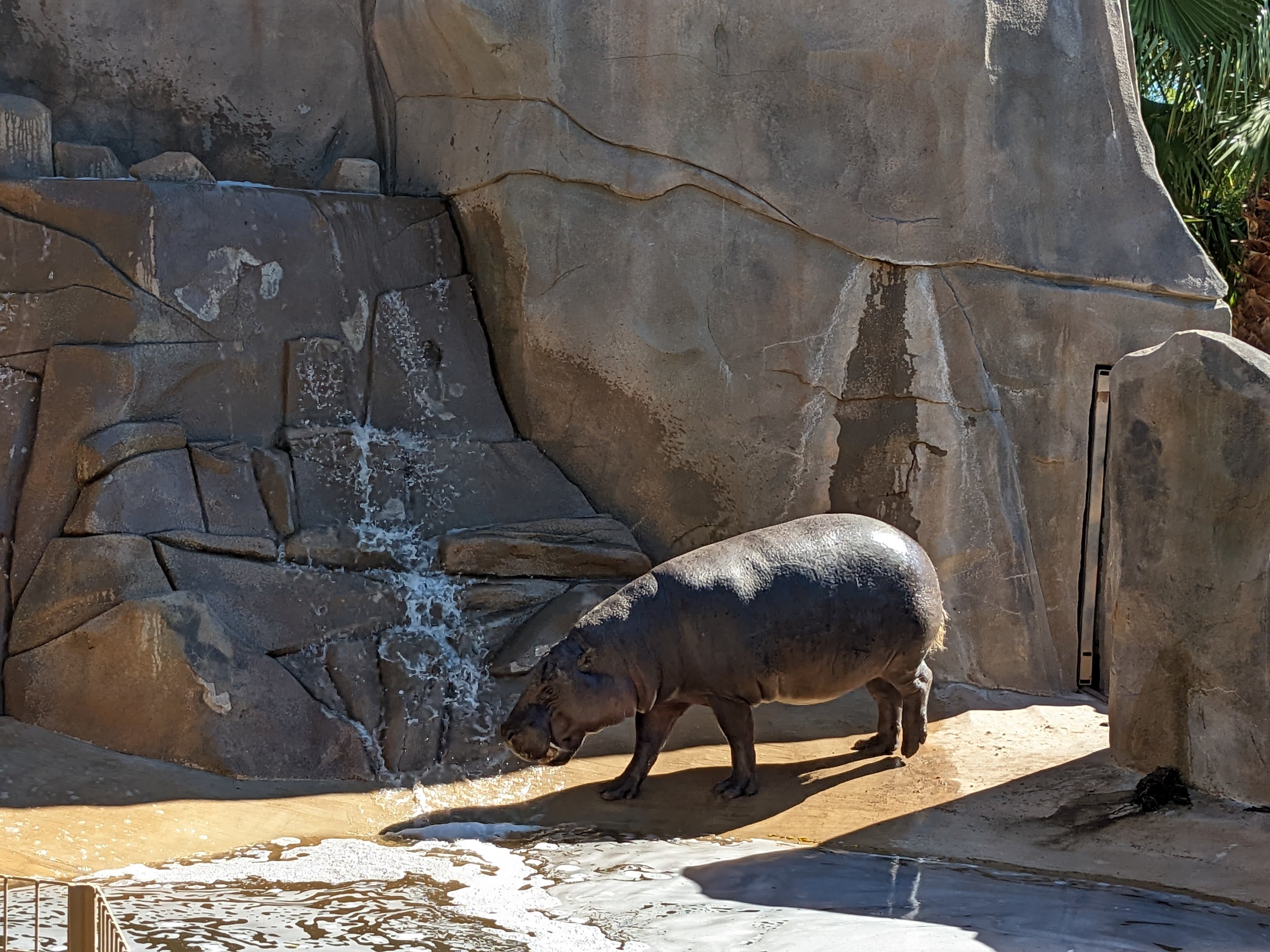 Safari Park - Pygmy hippo