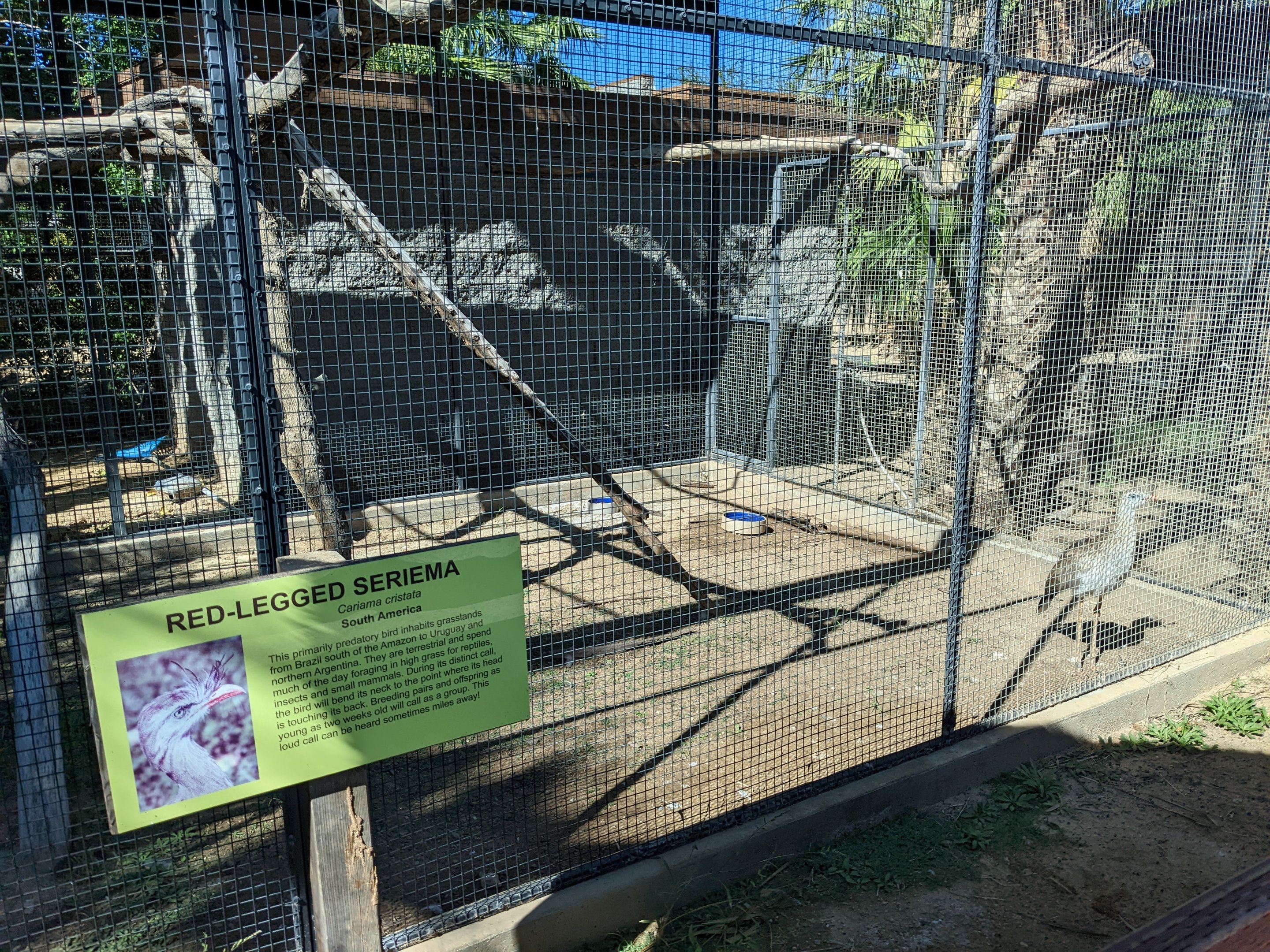 Safari Park -  Red-legged seriema