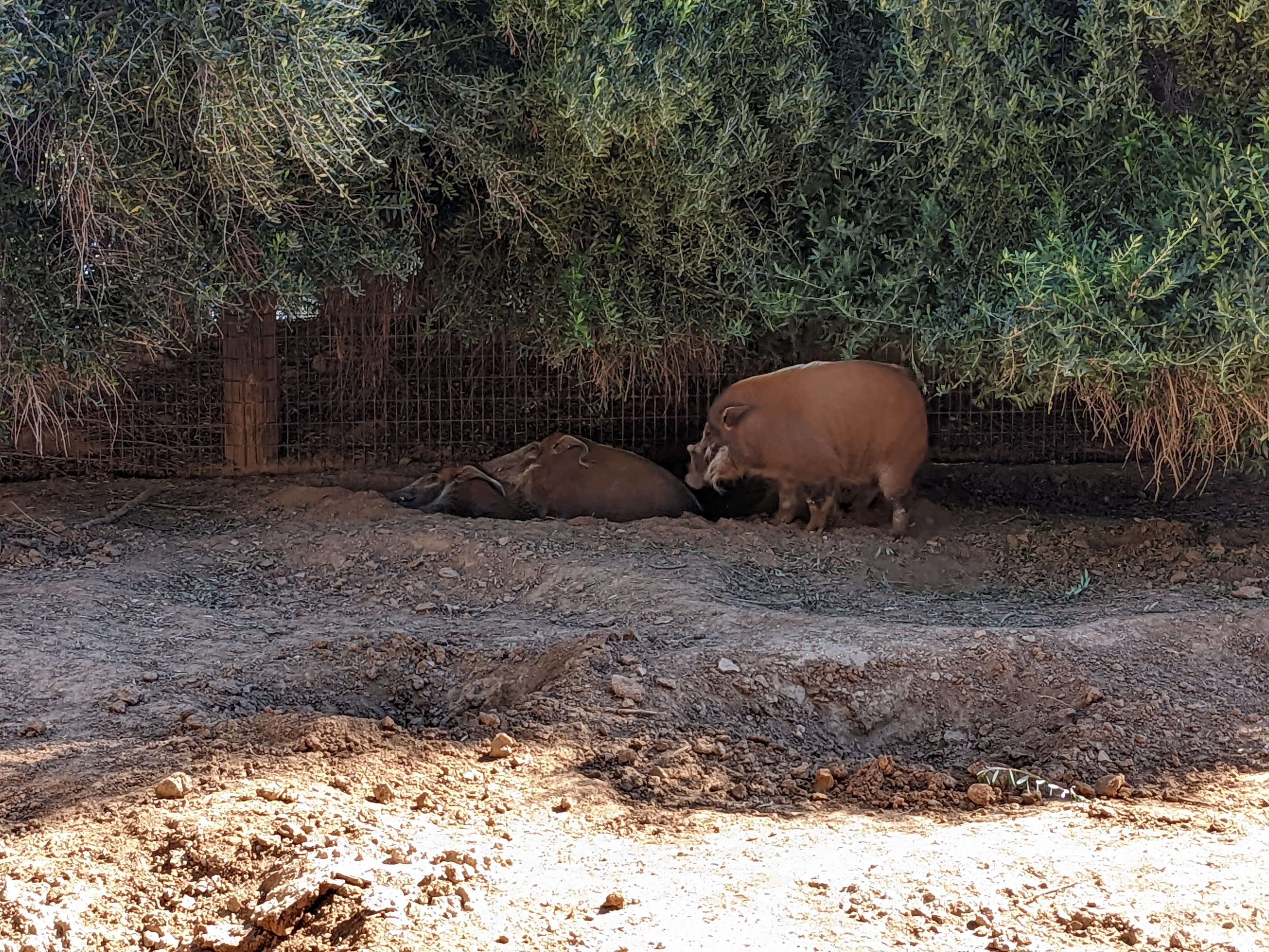 Safari Park -  red river hogs