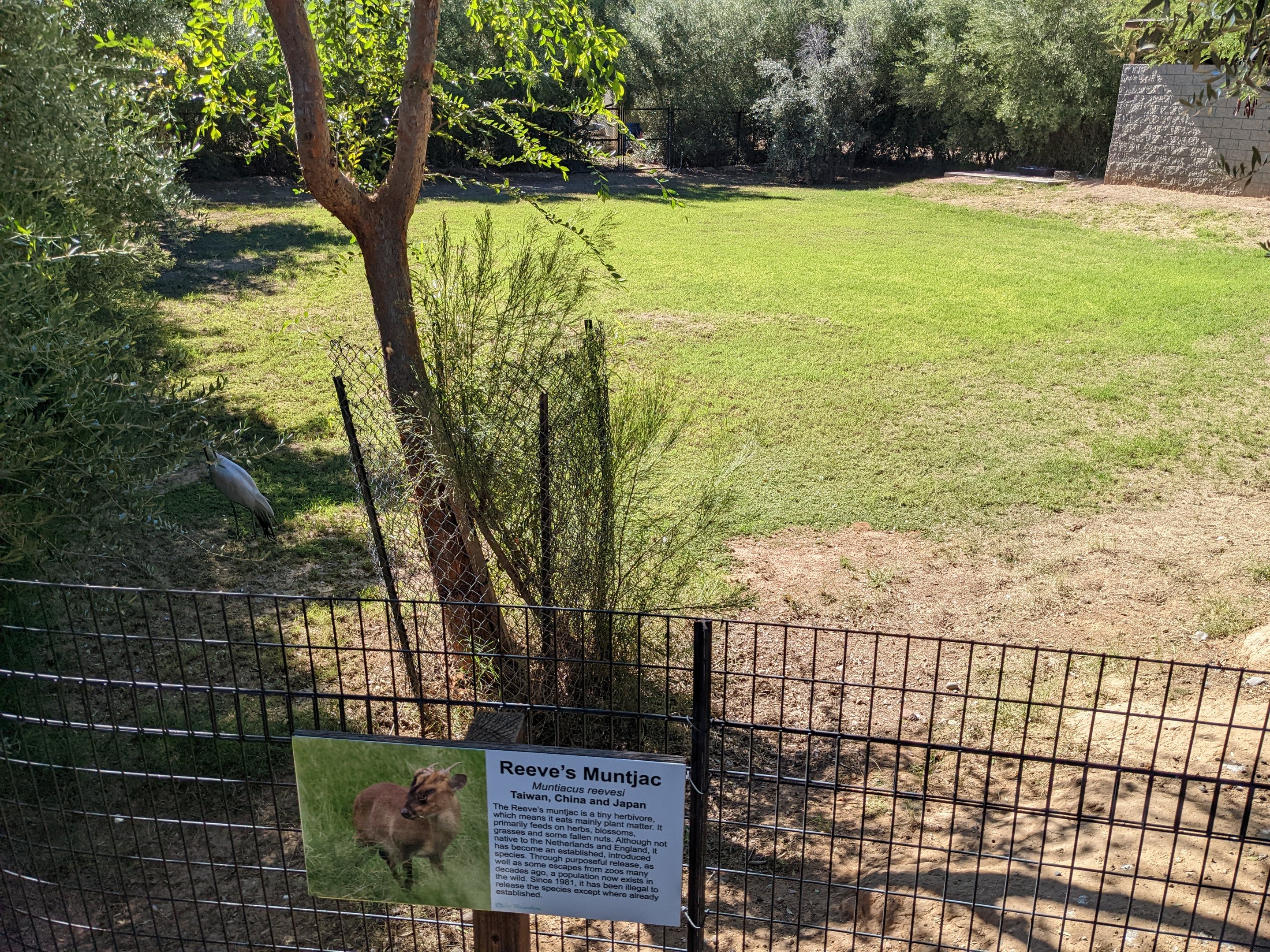Safari Park - reeves muntjac