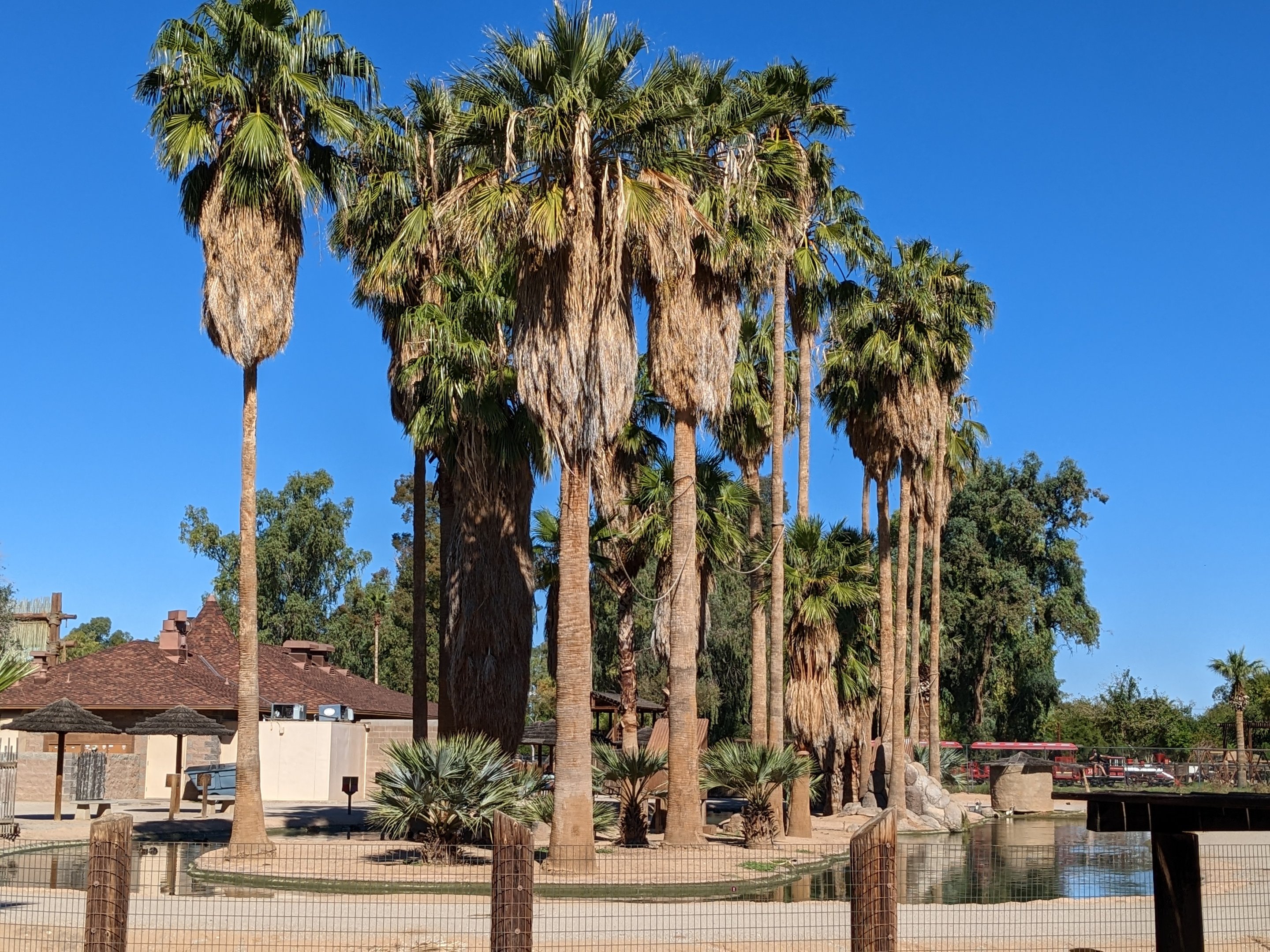 Safari Park - Spider monkey islands behind restaurant