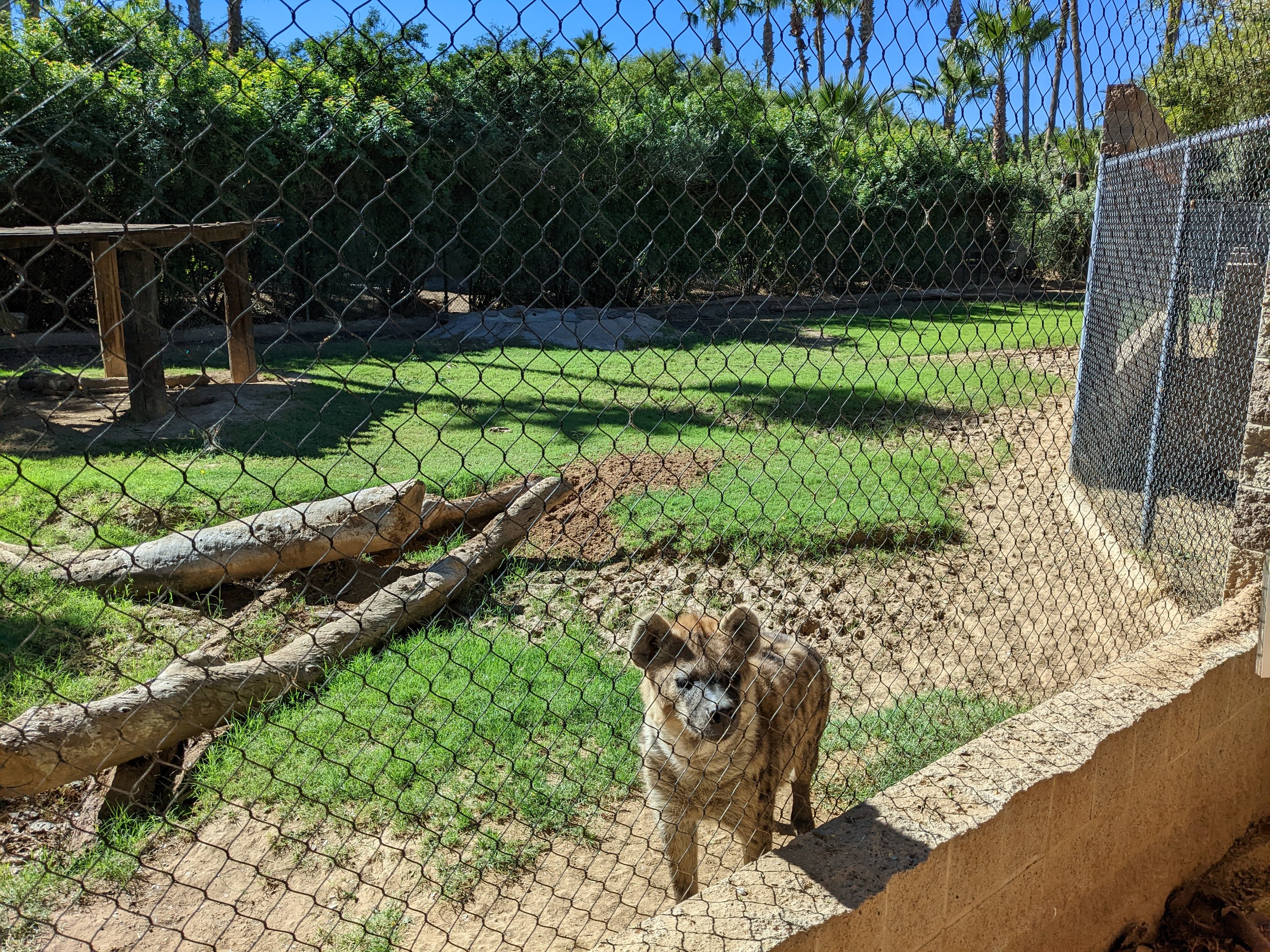 Safari Park - Spotted hyena