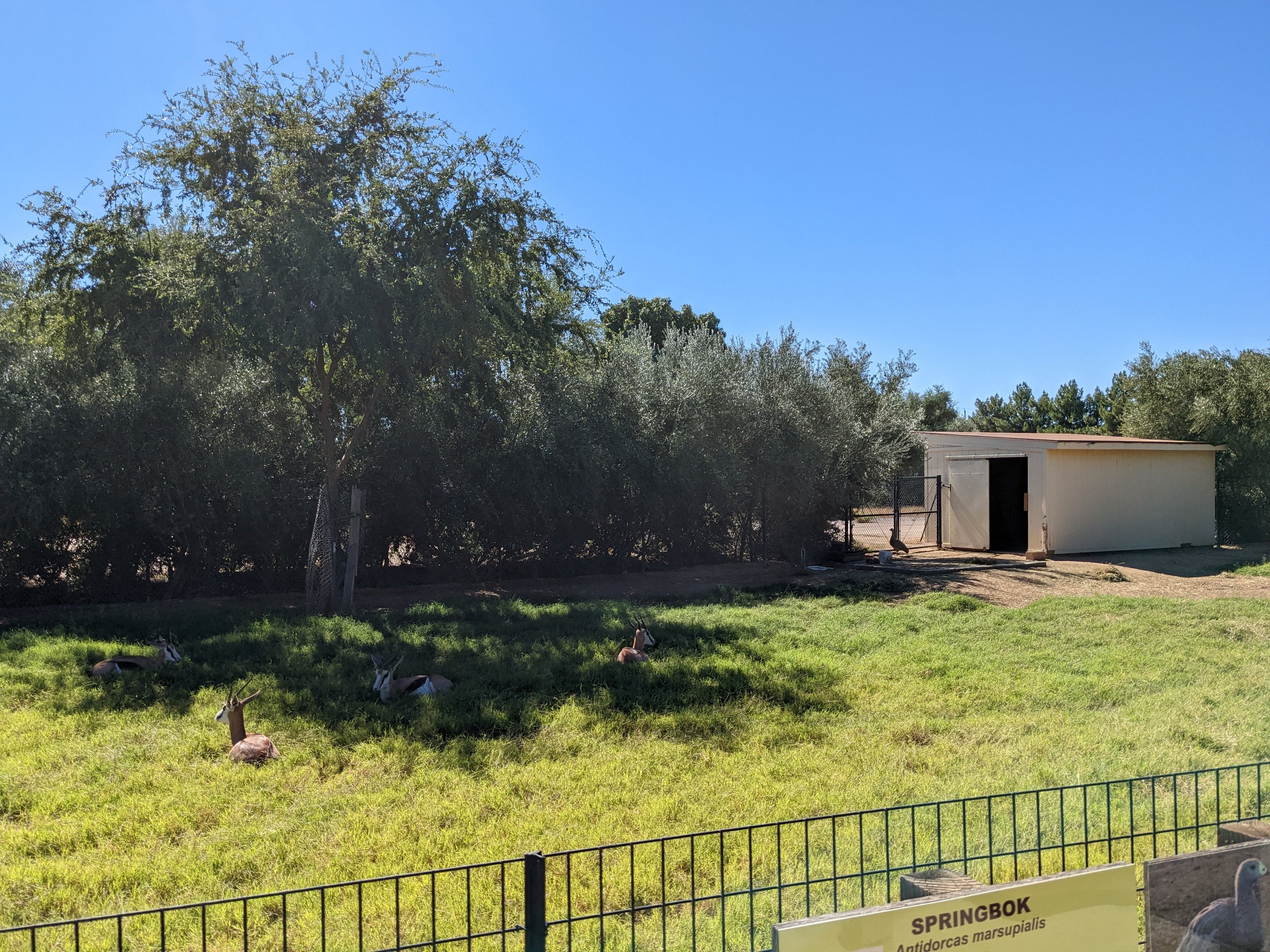 Safari Park - springbok