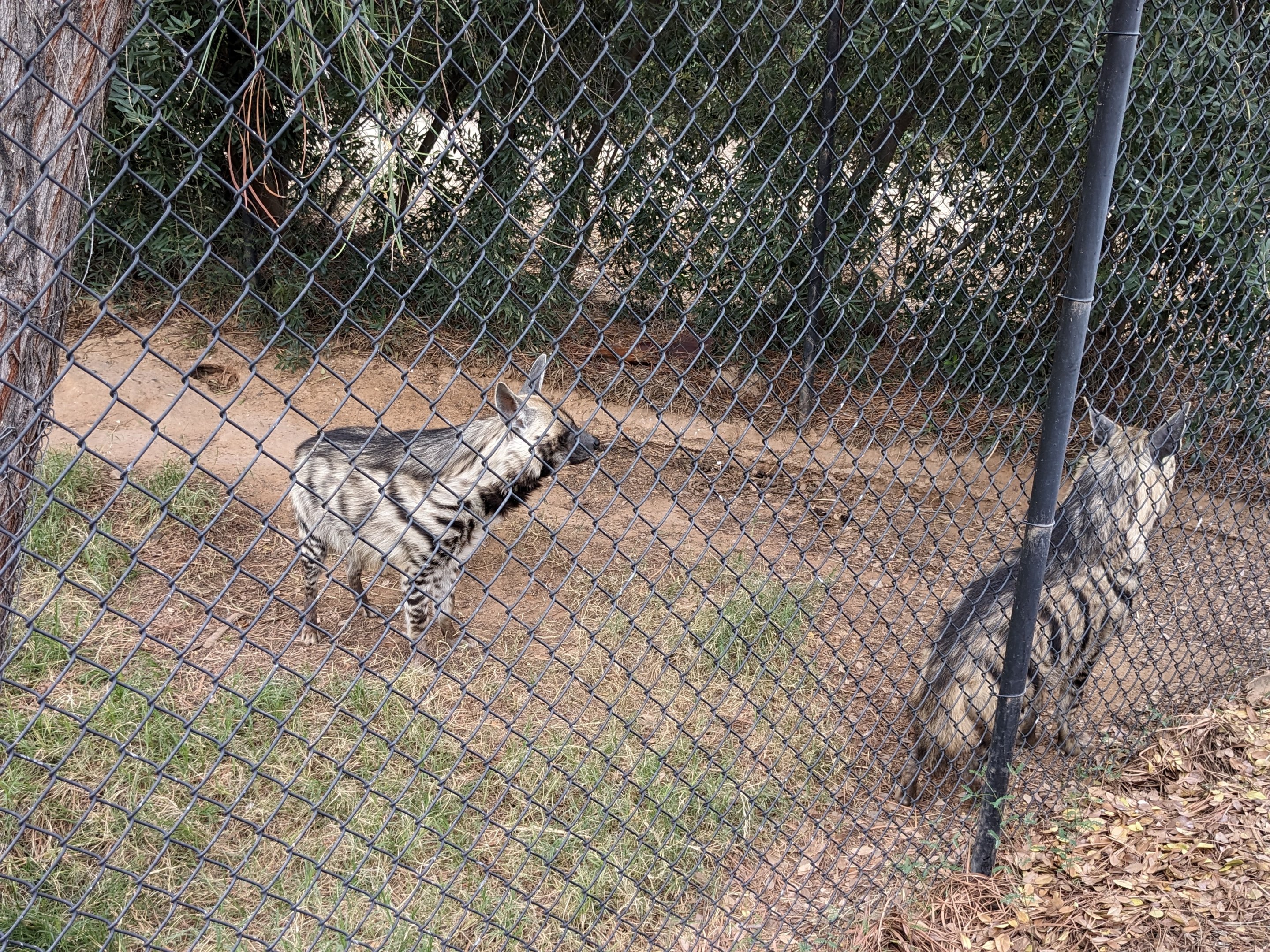 Safari Park - Striped hyena
