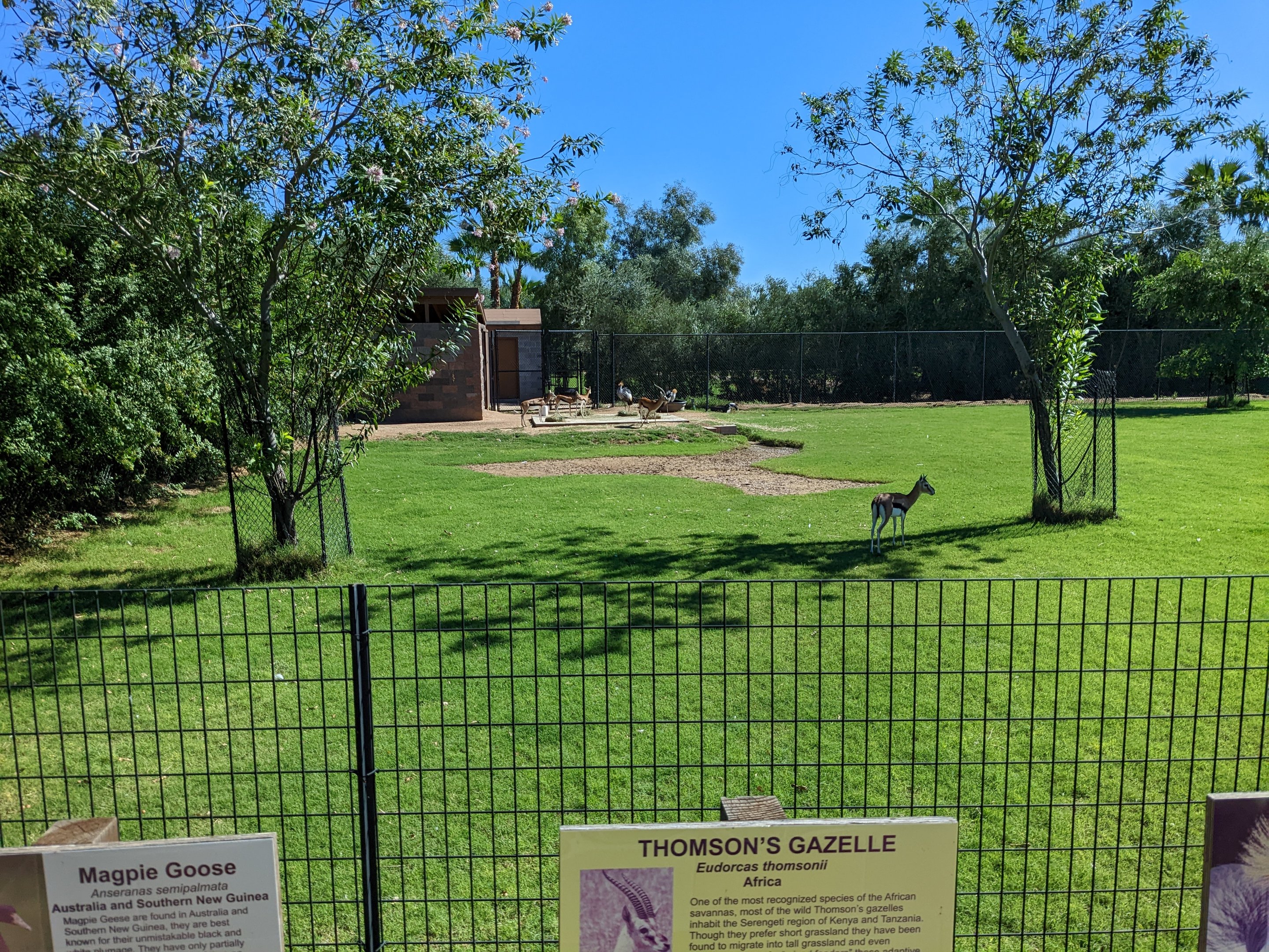 Safari Park - Thomson's gazelle yard