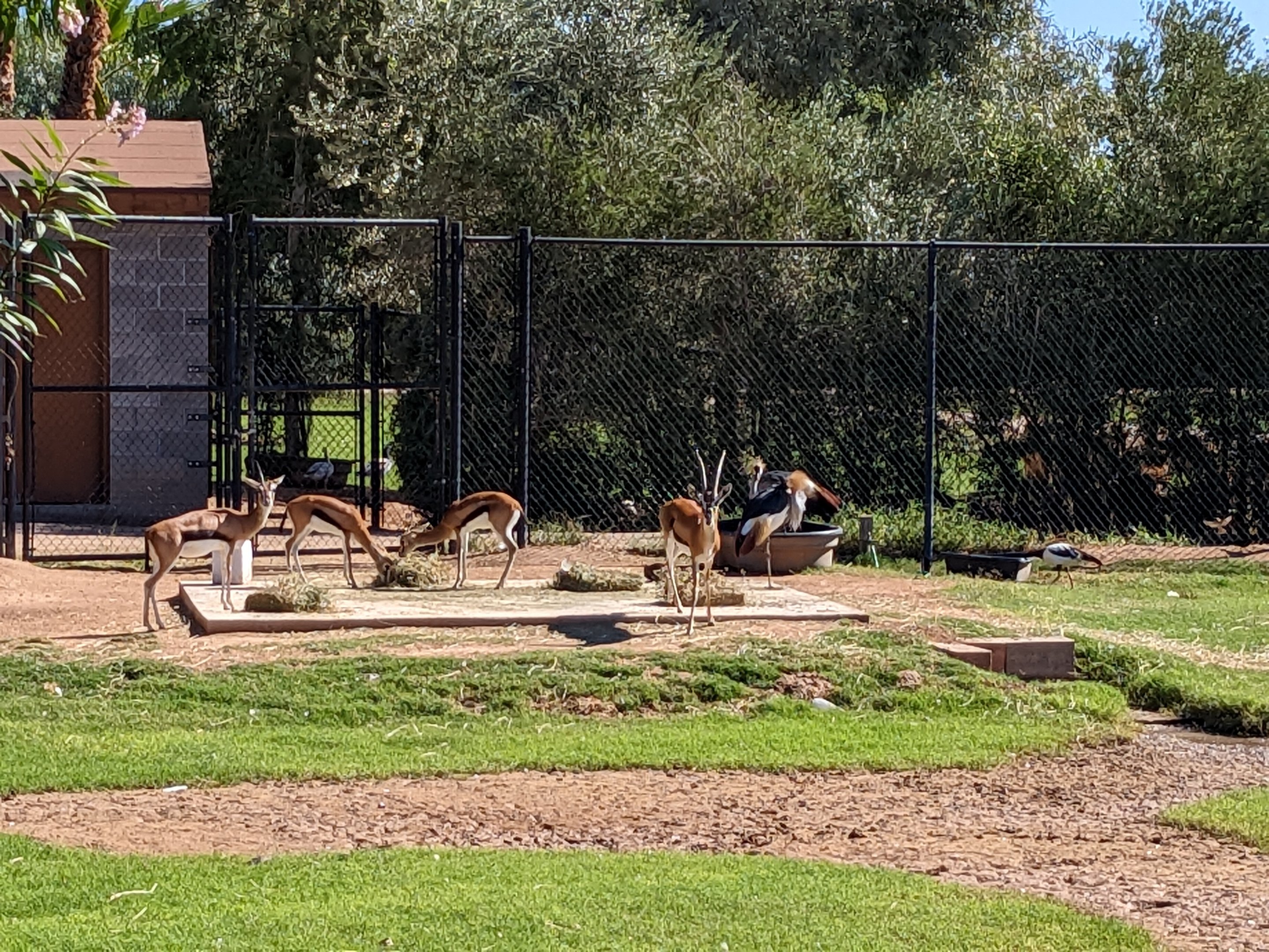 Safari Park -  Thomson's Gazelles