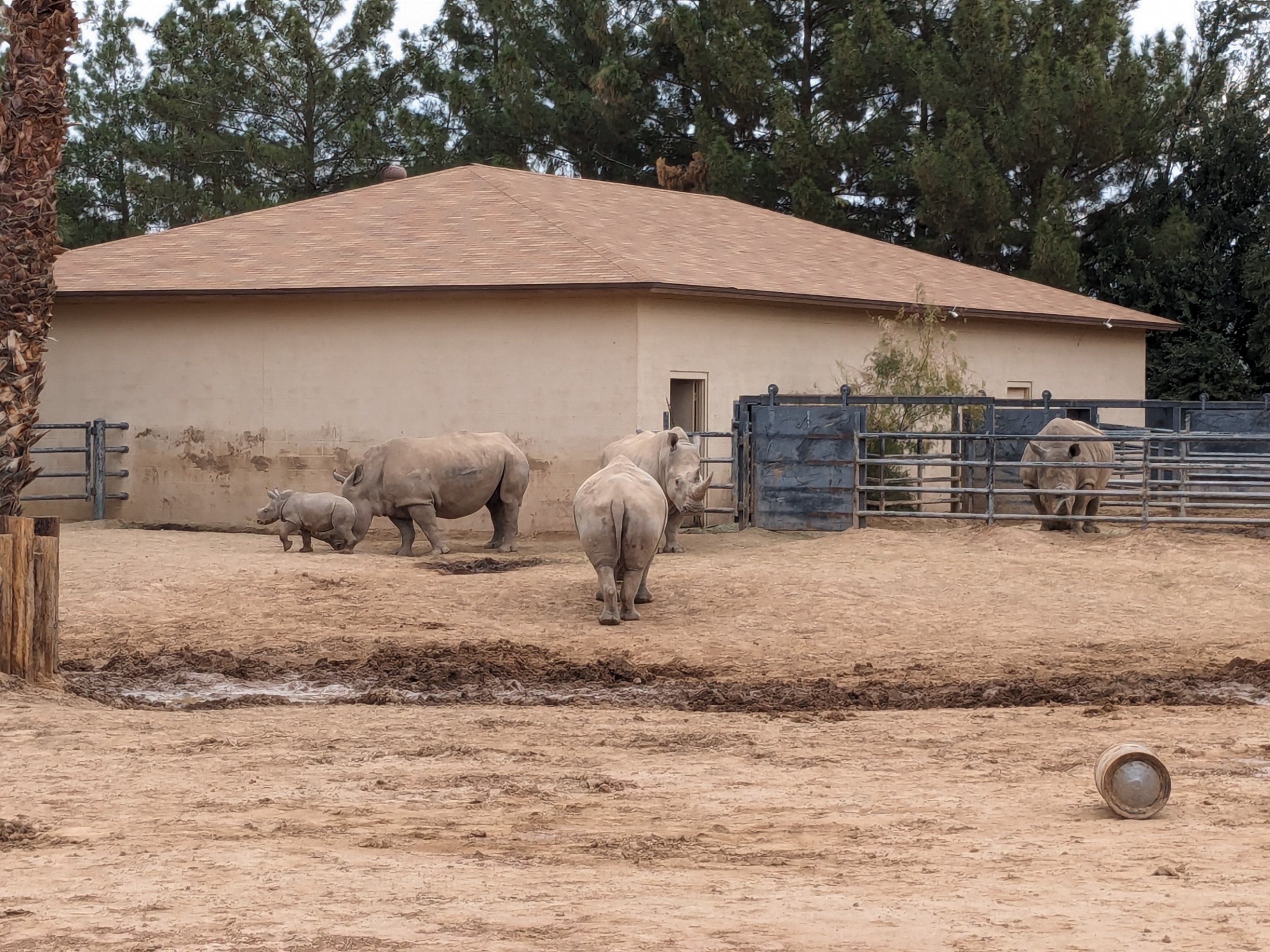 Safari Park - white rhino (with calf)