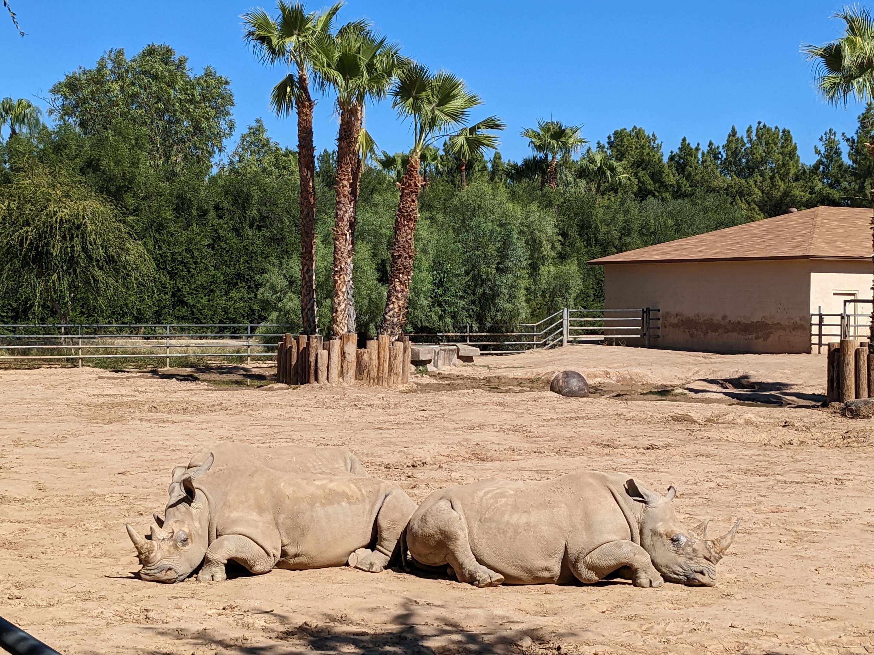 Safari Park -  white rhino