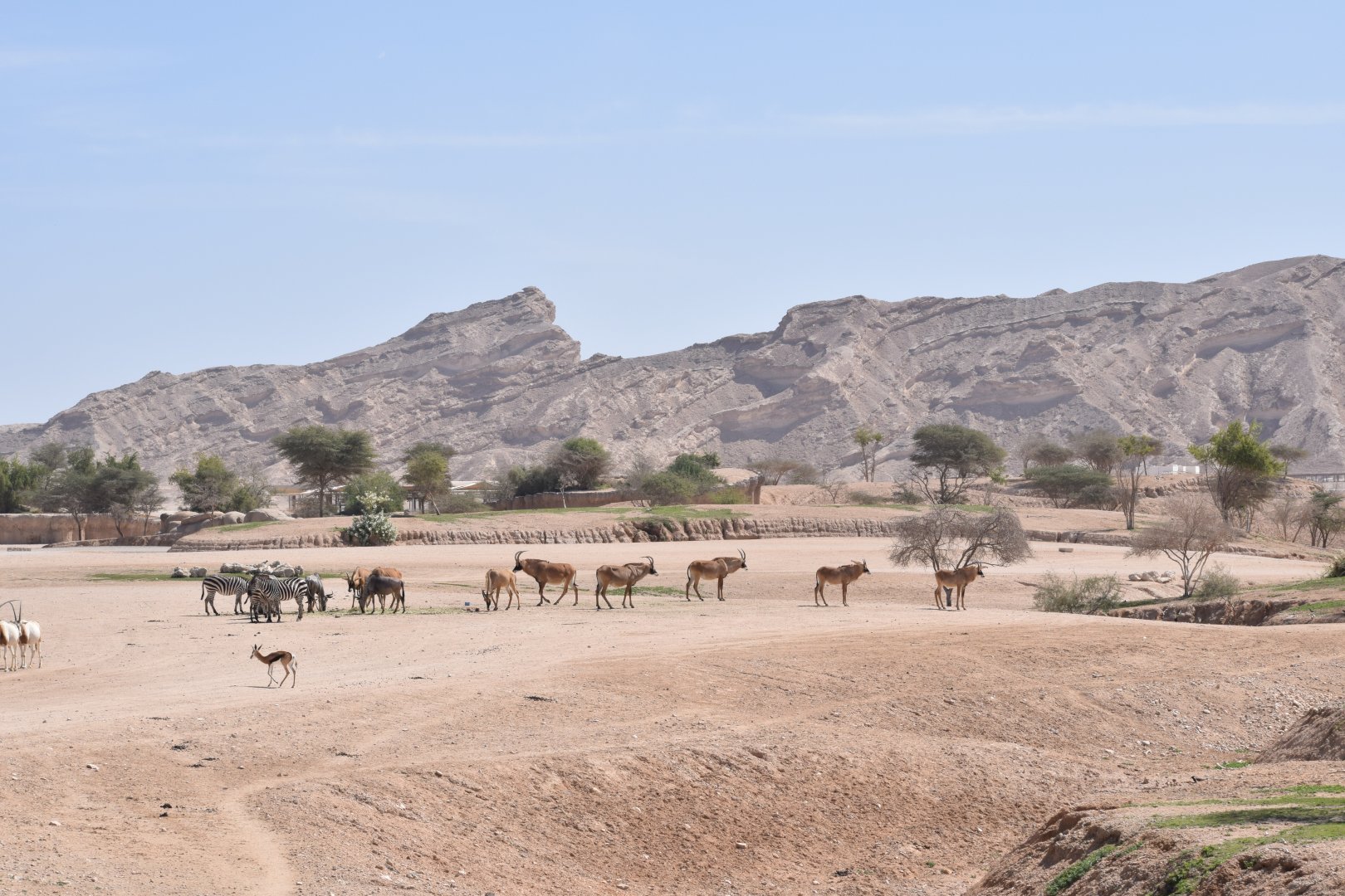 Safari part of the zoo
