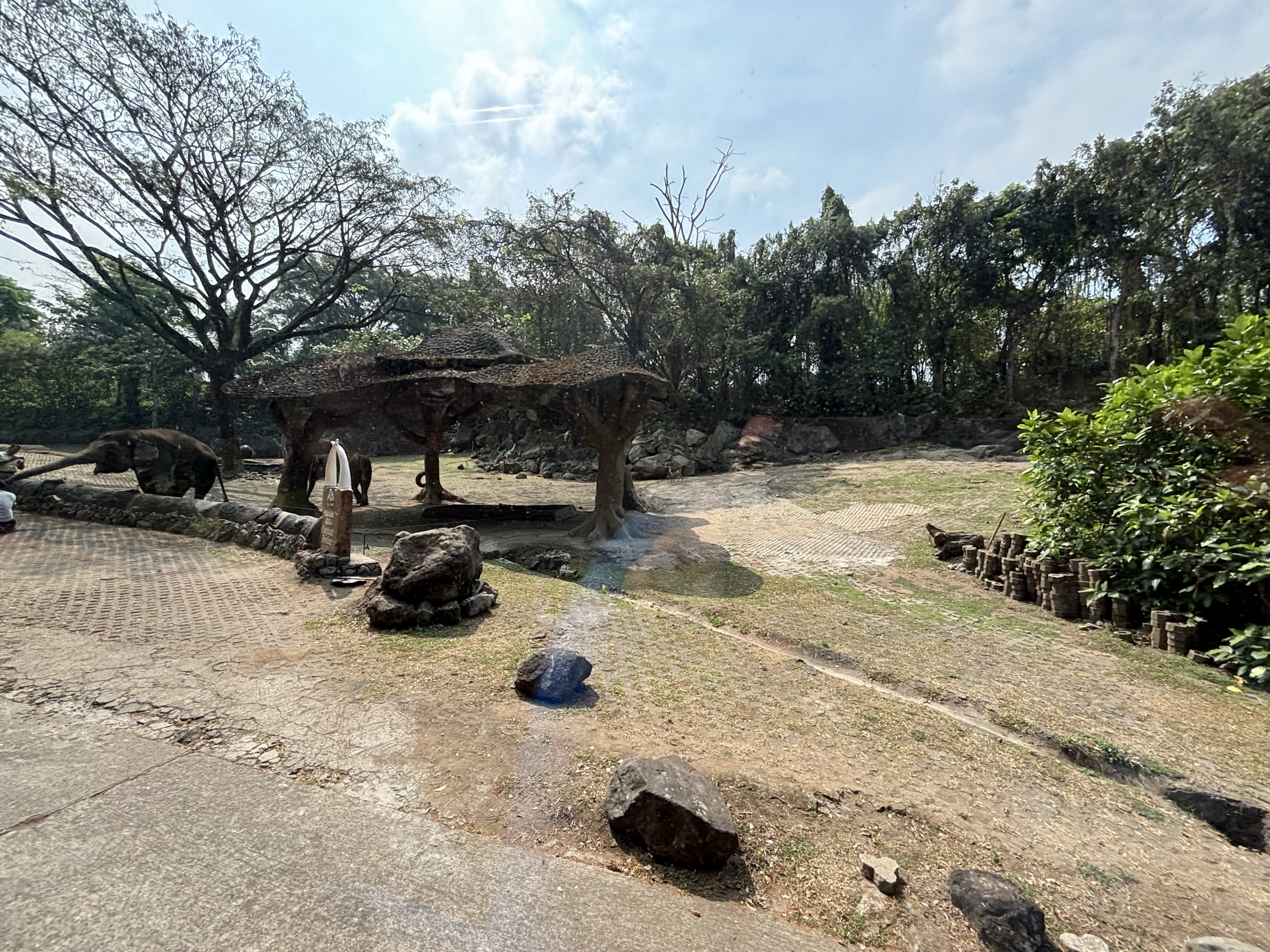 Safari - Pet an Elephant!