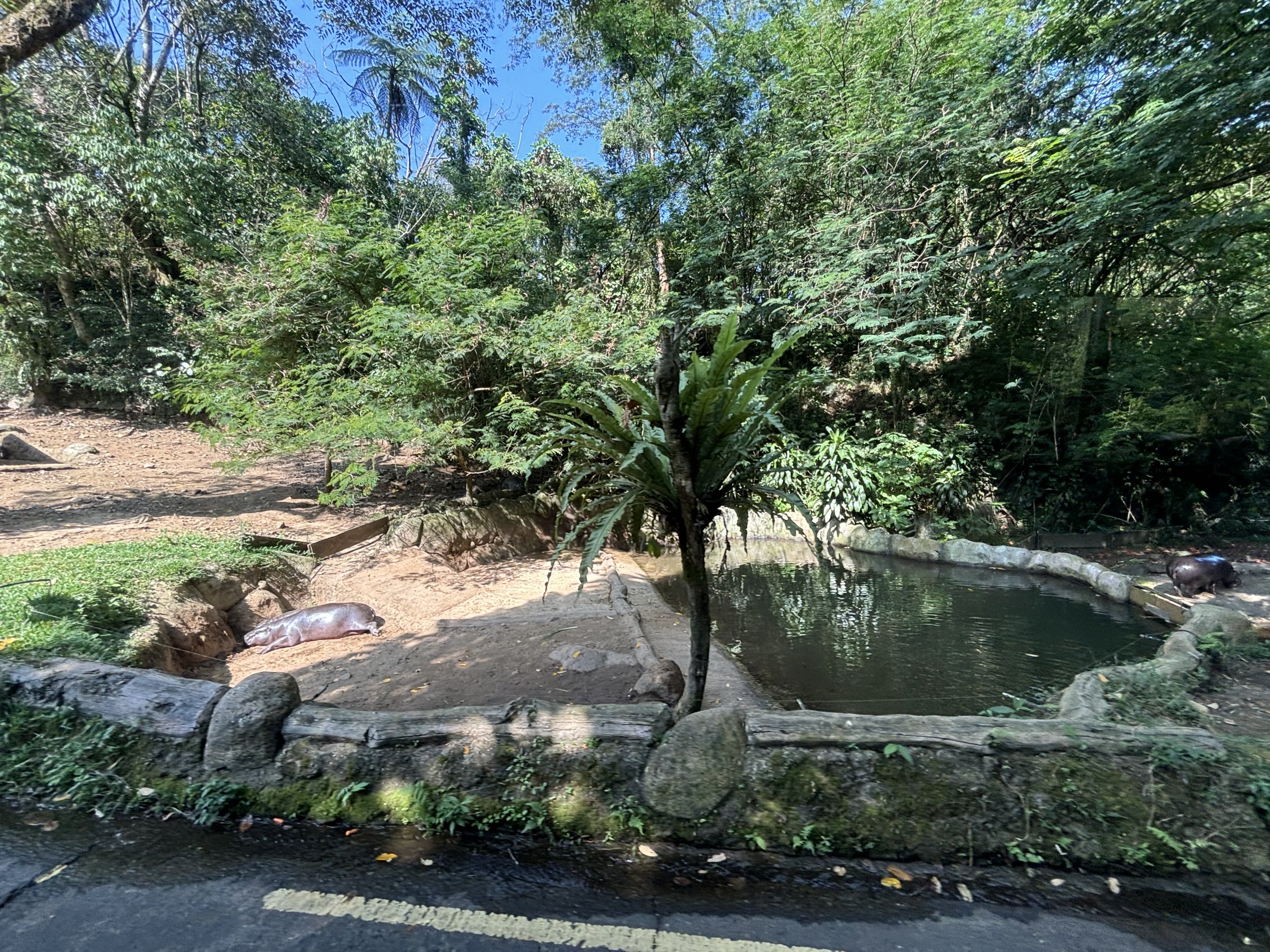 Safari - Pygmy Hippo Exhibit #2