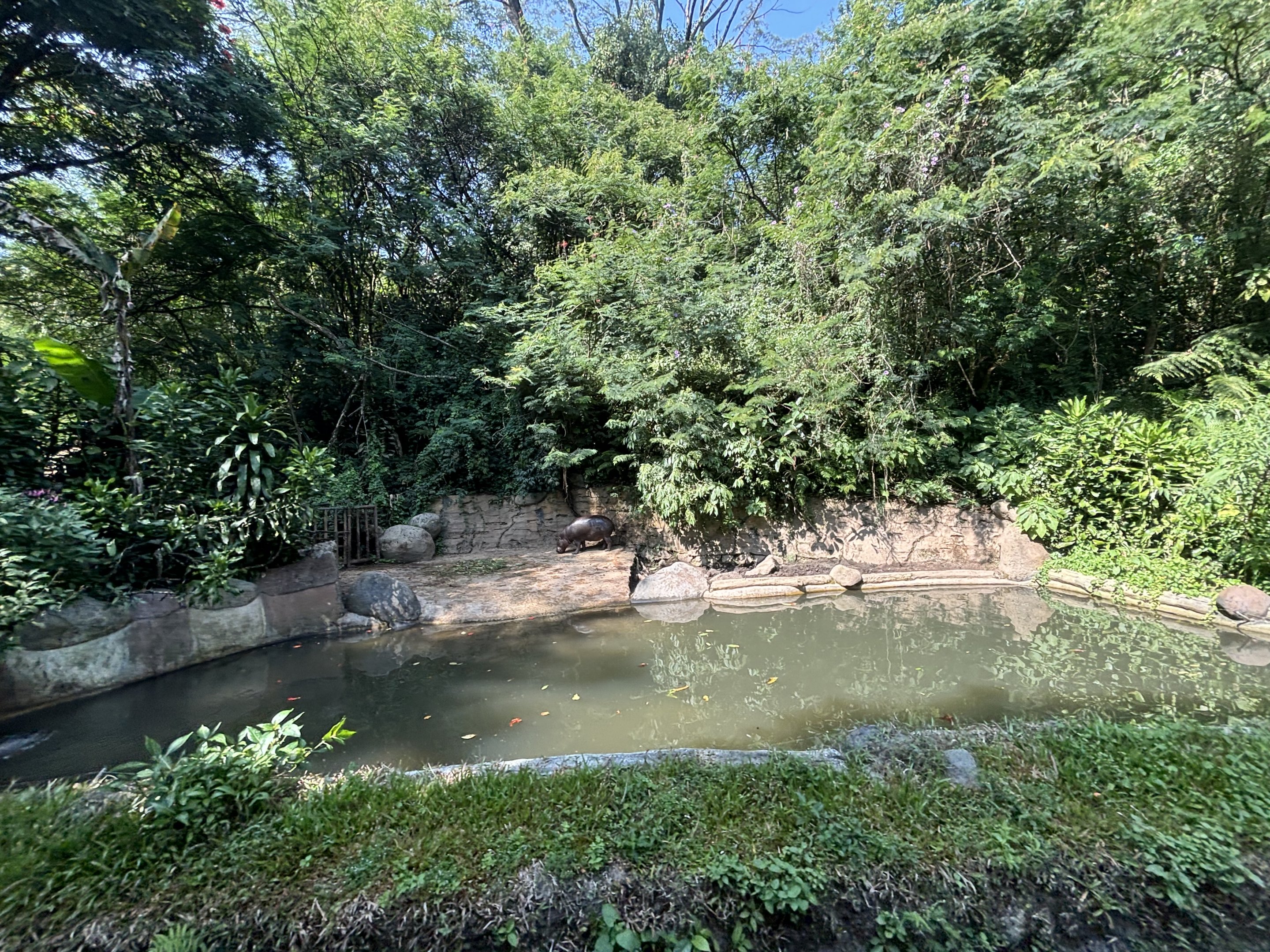 Safari - Pygmy Hippo Exhibit #4