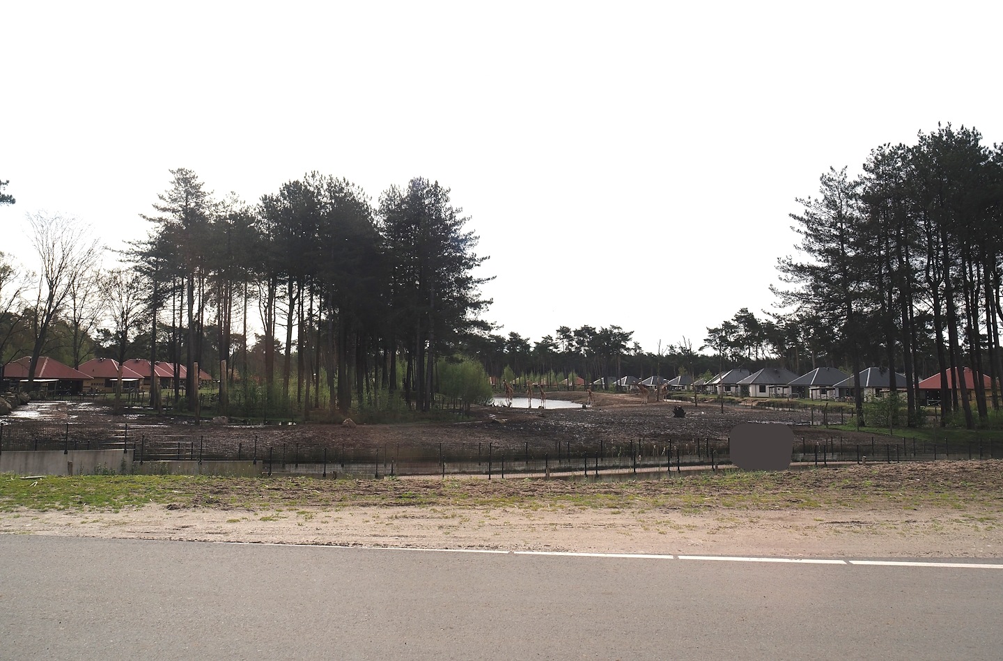 Safari resort savanna exhibit, 2024-04-06