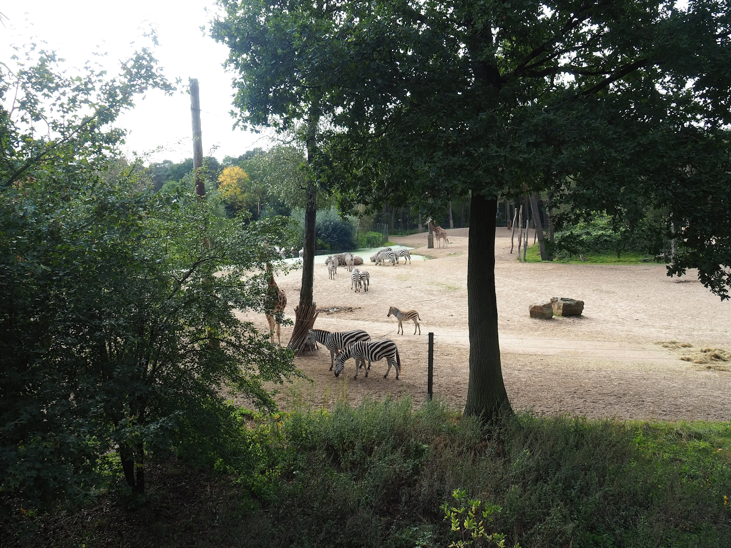 Safari - Savanna paddock, 2023-10-07