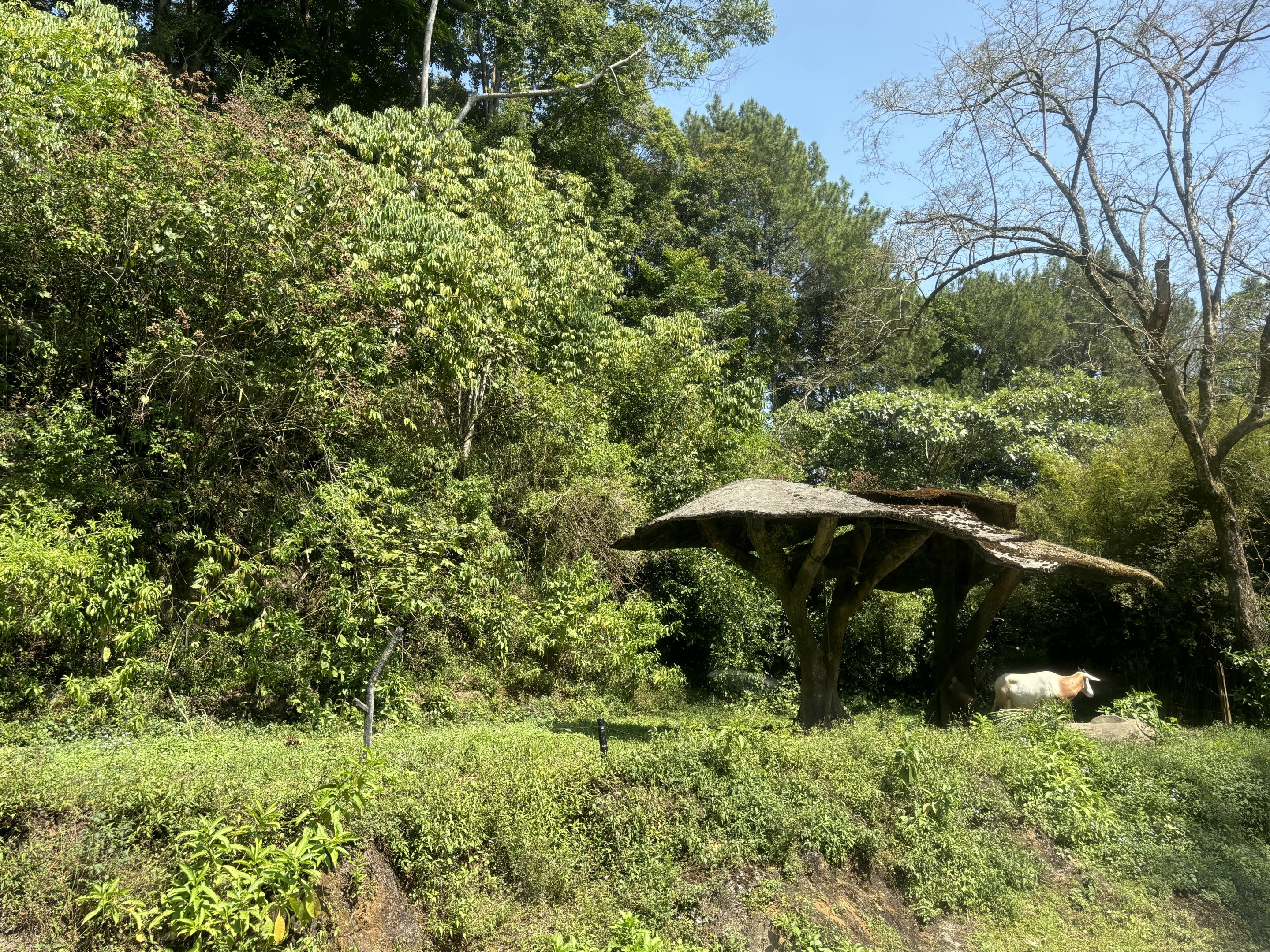 Safari - Scimitar-horned Oryx Exhibit