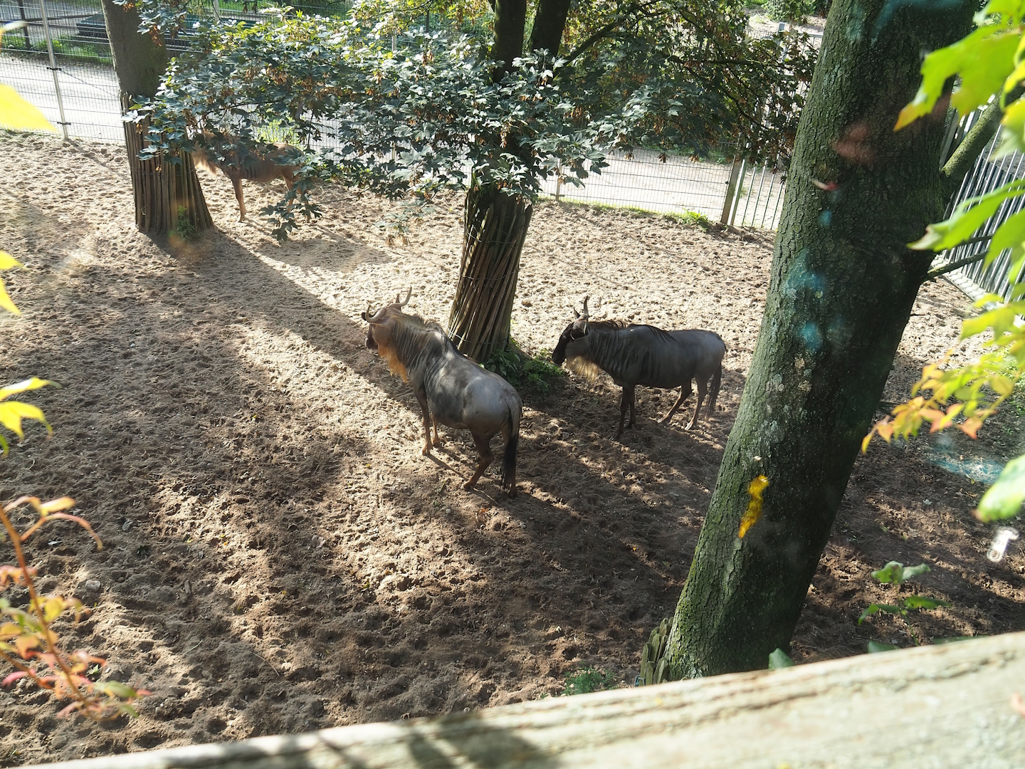 Safari separation paddock with Eastern white-bearded wildebeest, 2023-10-07