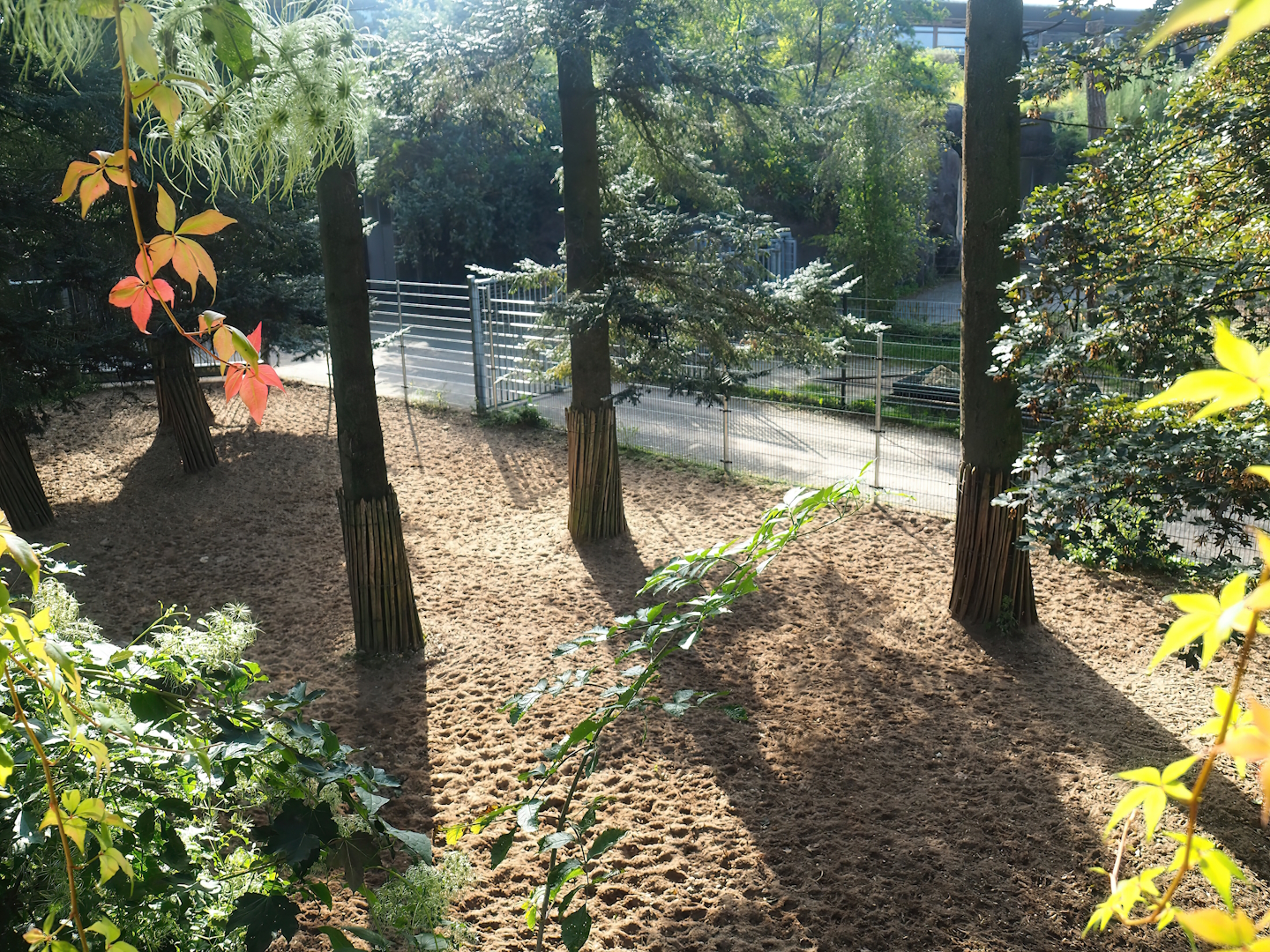 Safari separation paddock with Eastern white-bearded wildebeest, 2023-10-07