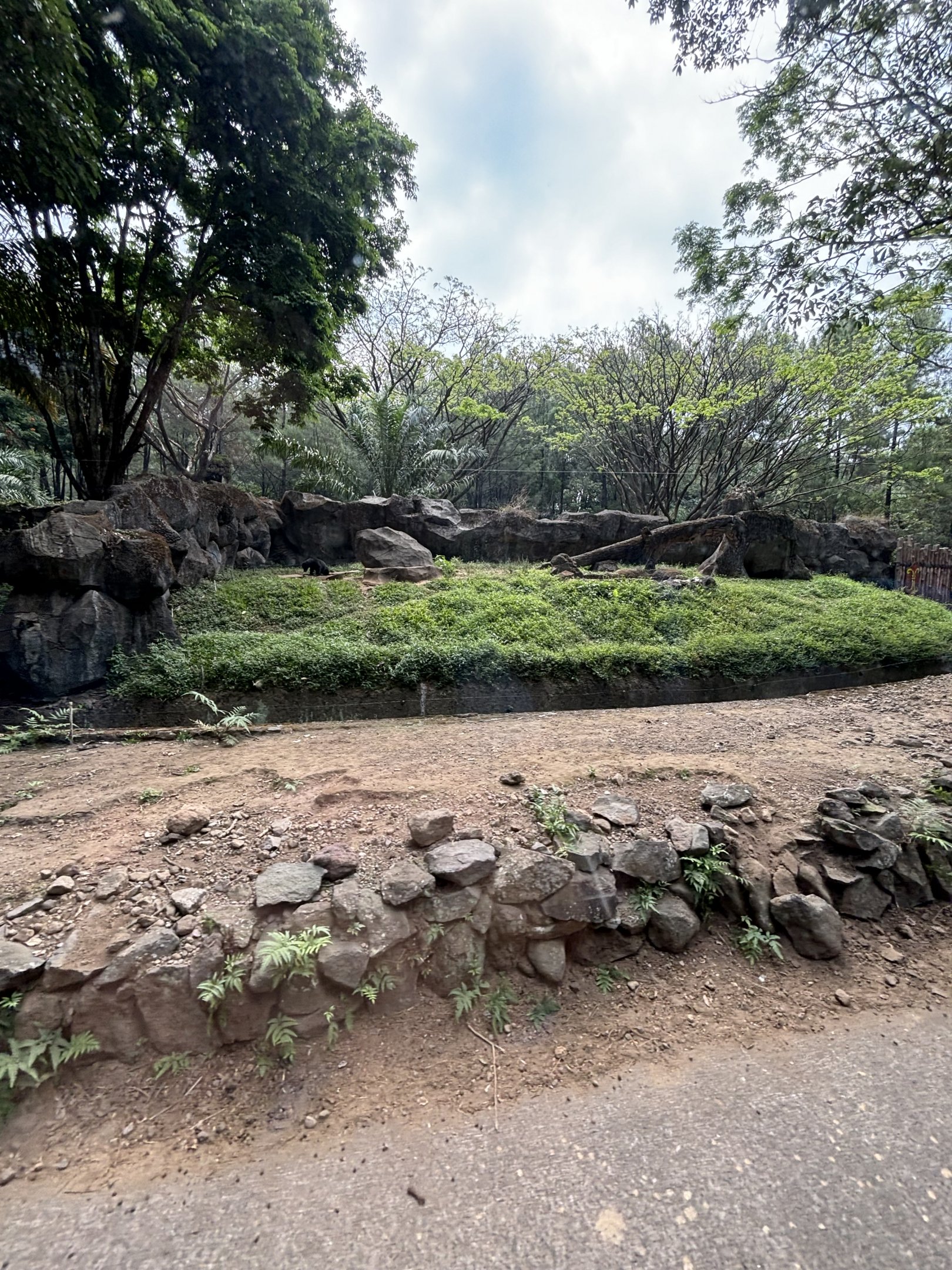 Safari - Sun Bear Exhibit #1