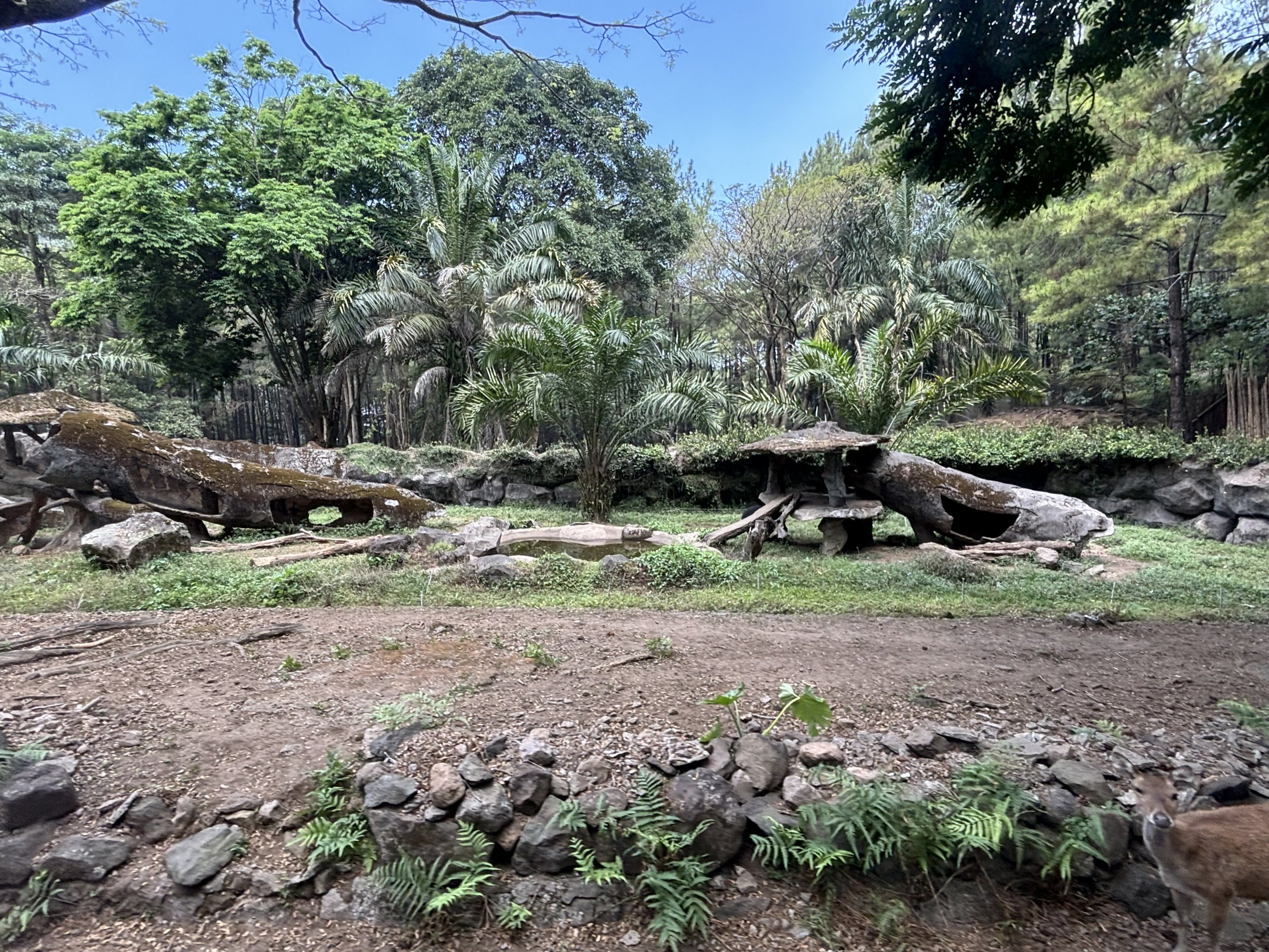 Safari - Sun Bear Exhibit #2