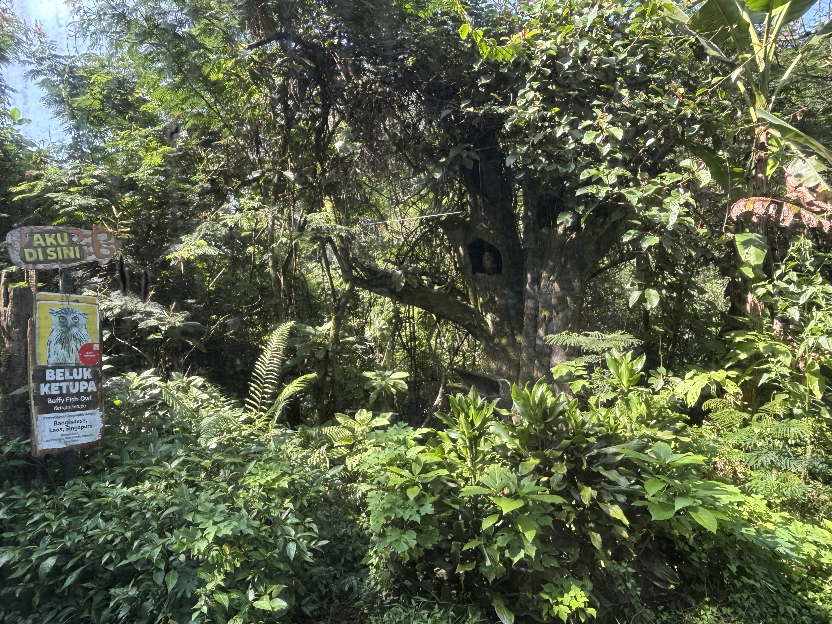 Safari - Tethered Buffy Fish Owl