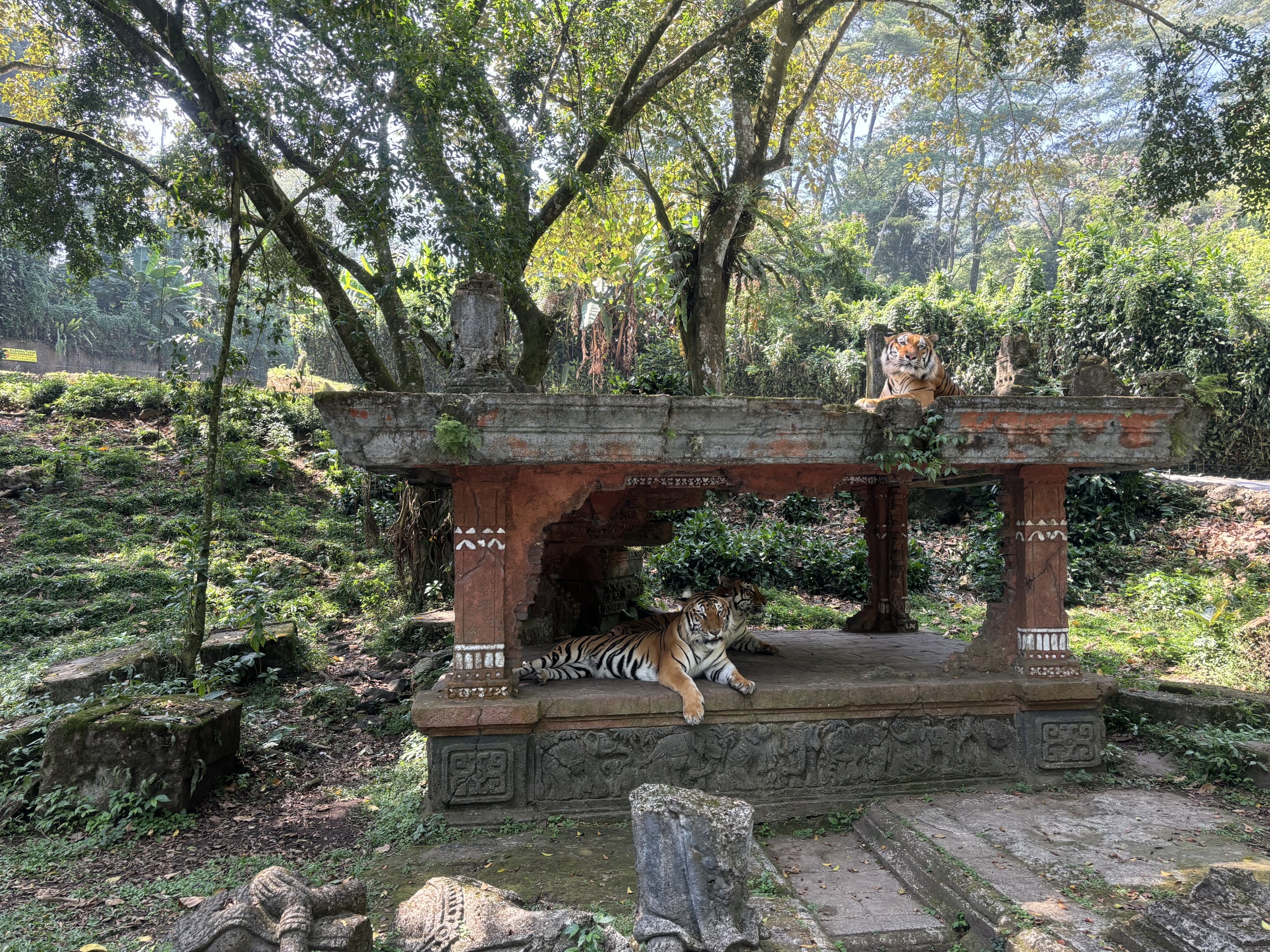 Safari - Tiger Exhibit #1