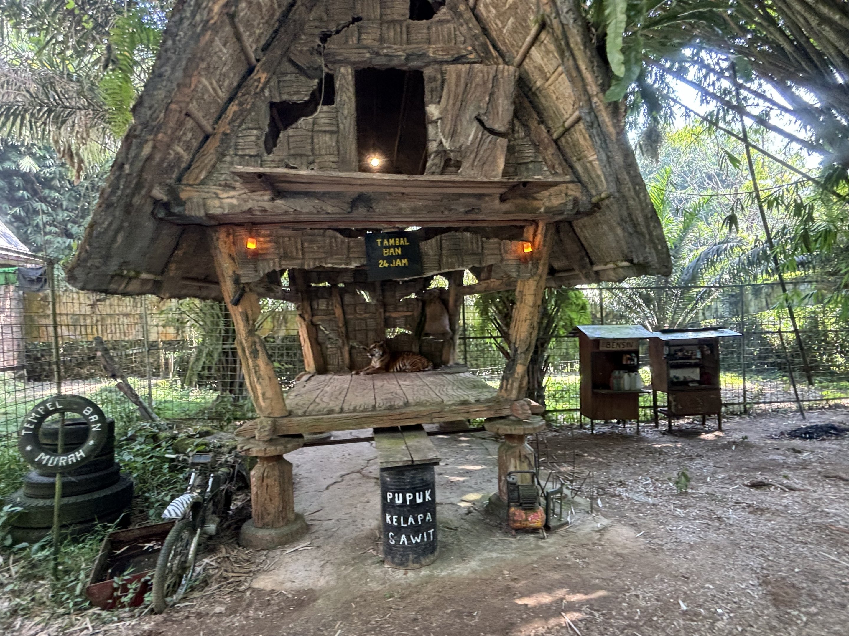 Safari - Tiger Exhibit #3